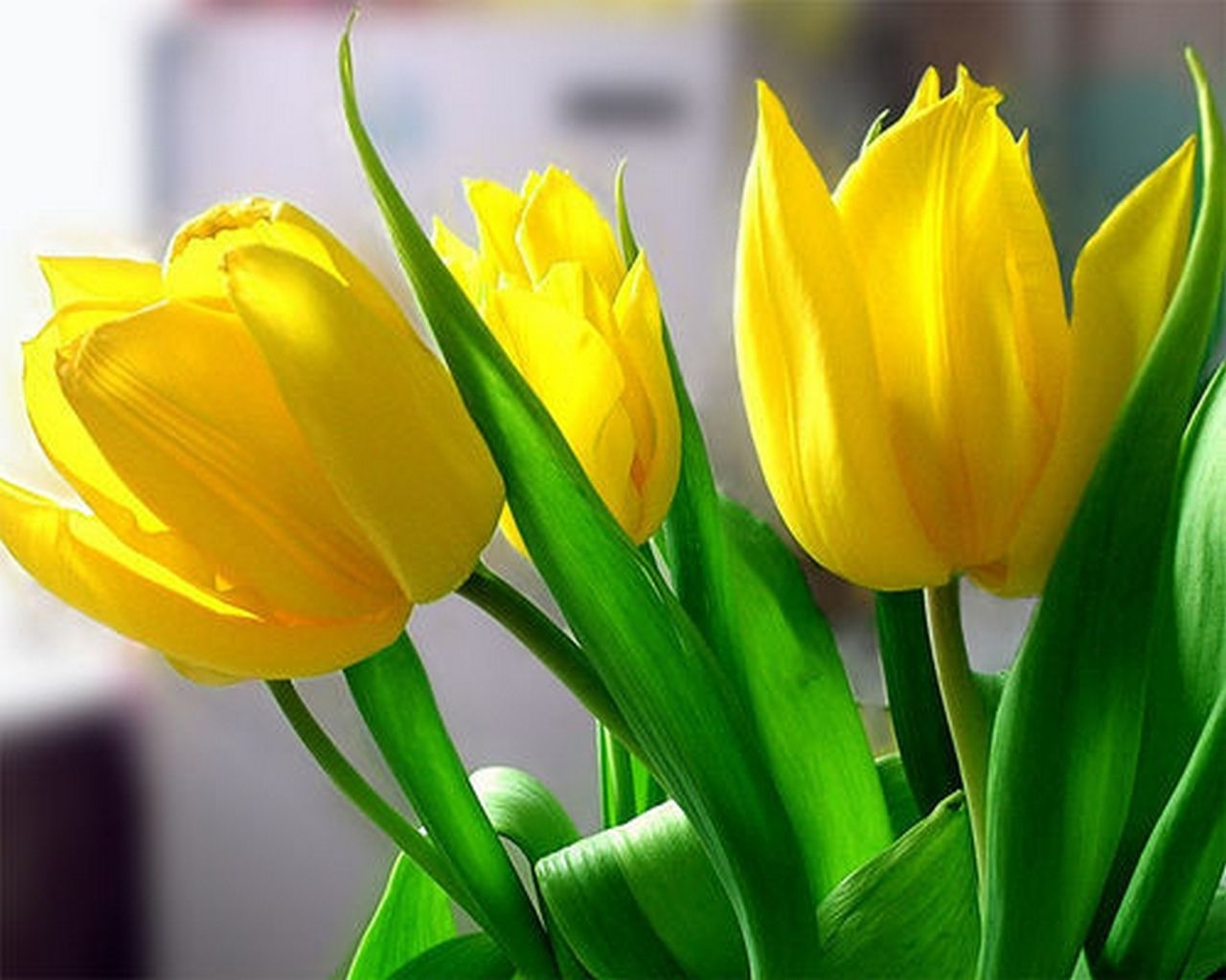 Descarga gratuita de fondo de pantalla para móvil de Flores, Plantas, Tulipanes.