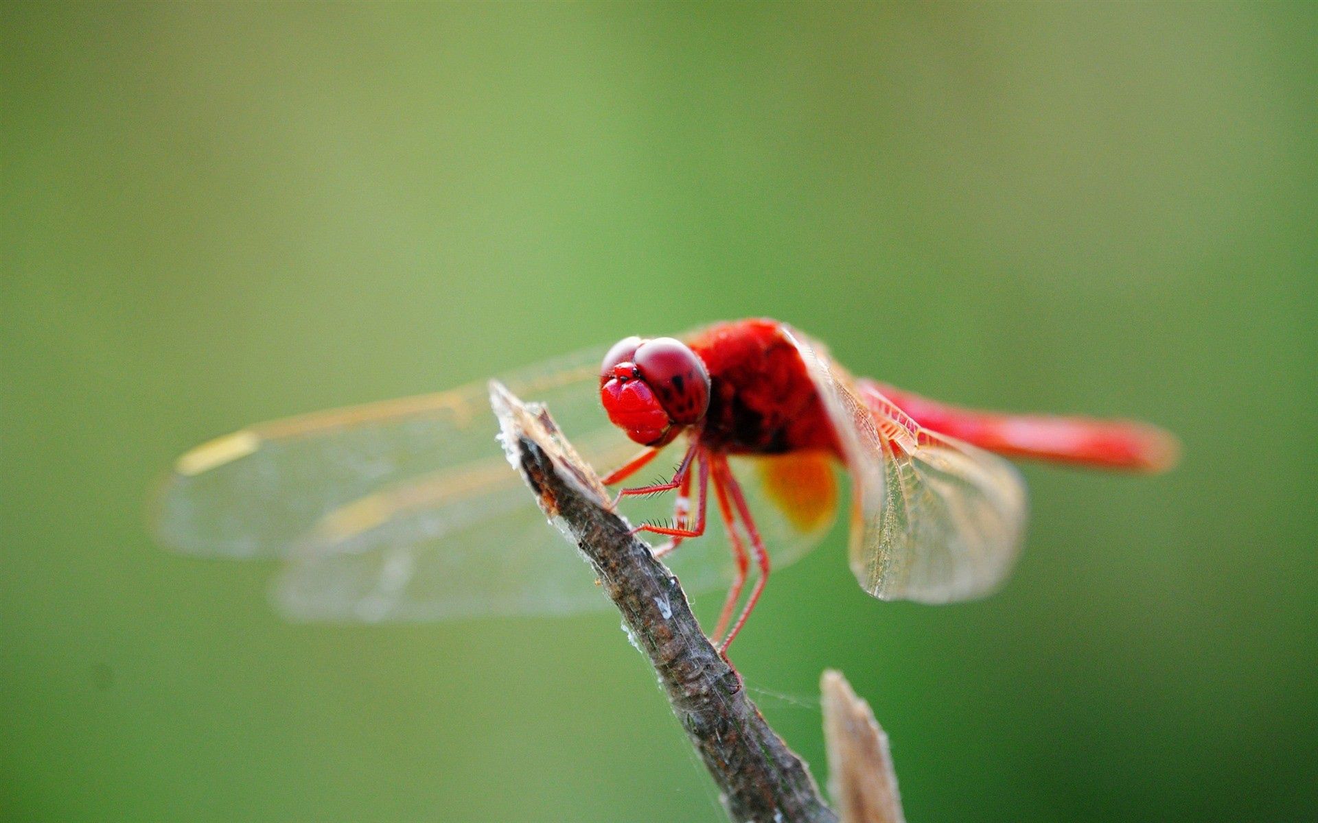 Free download wallpaper Macro, Sit, Branch, Insect, Dragonfly on your PC desktop