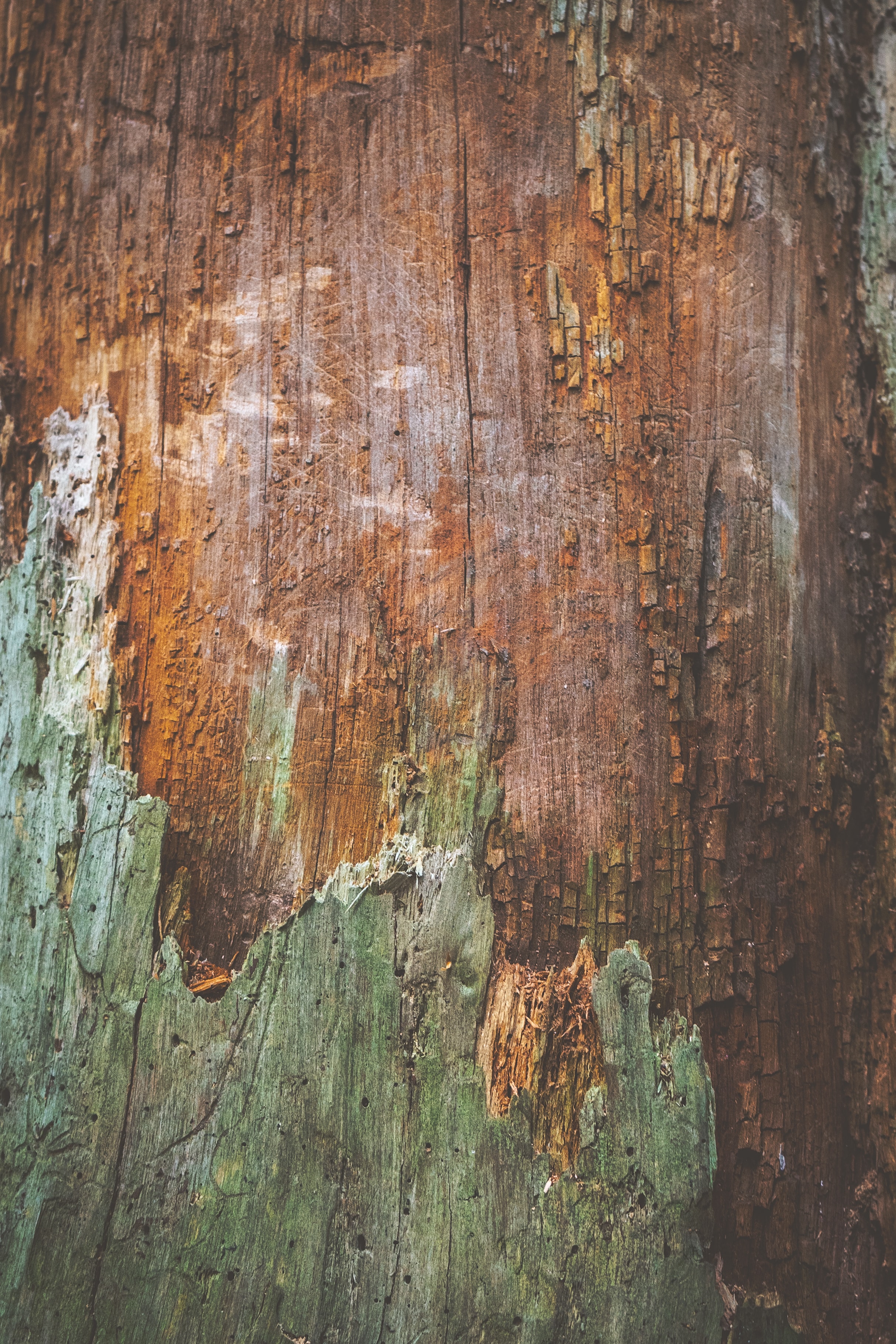 118024壁紙のダウンロード木, 木材, 木造, テクスチャ, テクスチャー, 表面, 吠える, 樹皮-スクリーンセーバーと写真を無料で