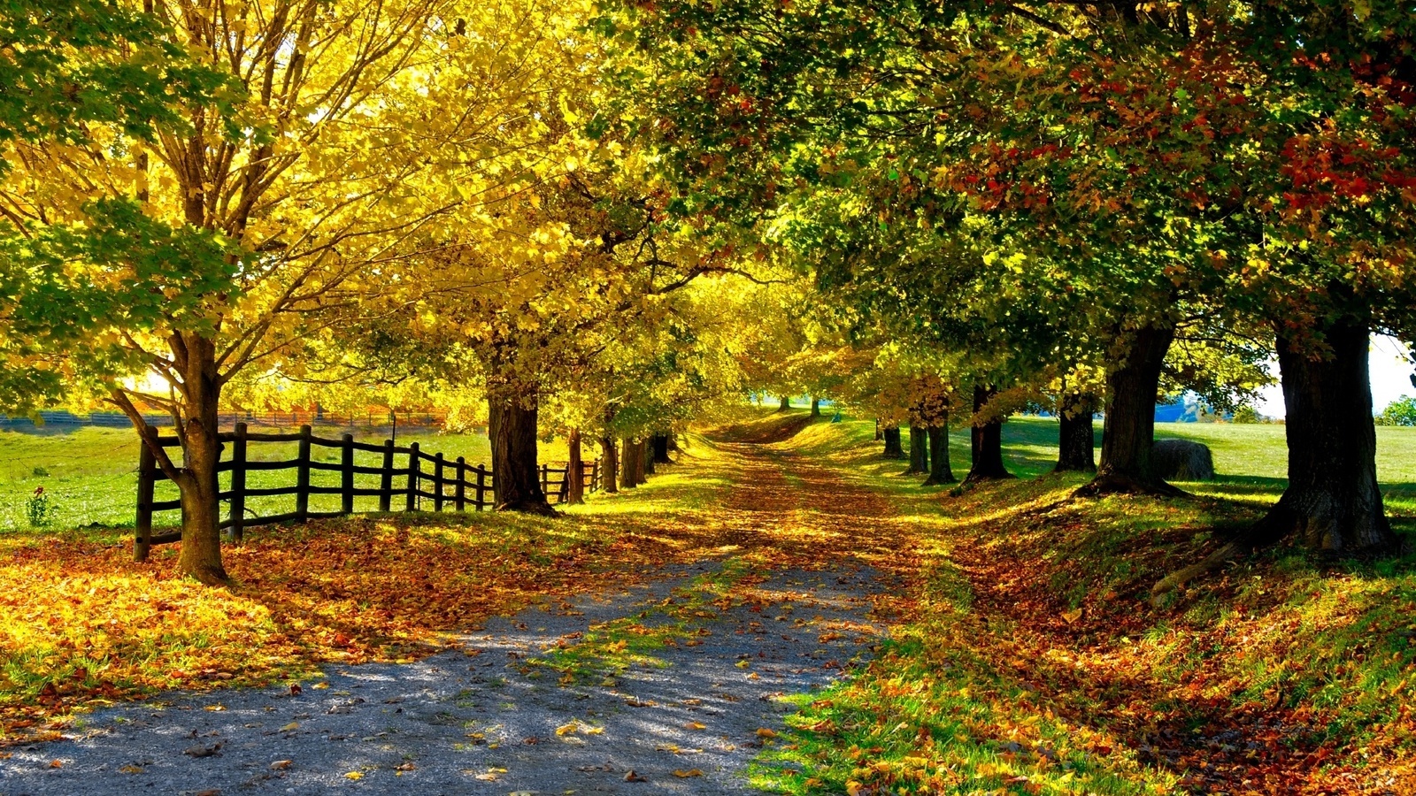 landscape, trees, roads, autumn, yellow mobile wallpaper