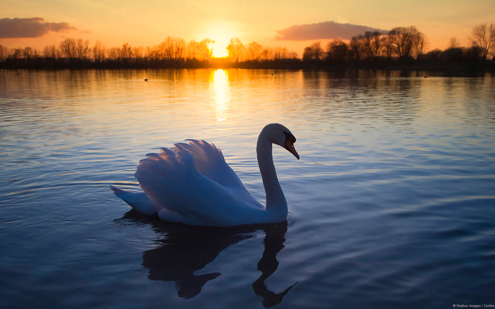 Peaceful Swans, peaceful, beautiful, swans, fantasy, scenic, trees, sky,  water, pond HD wallpaper | Pxfuel