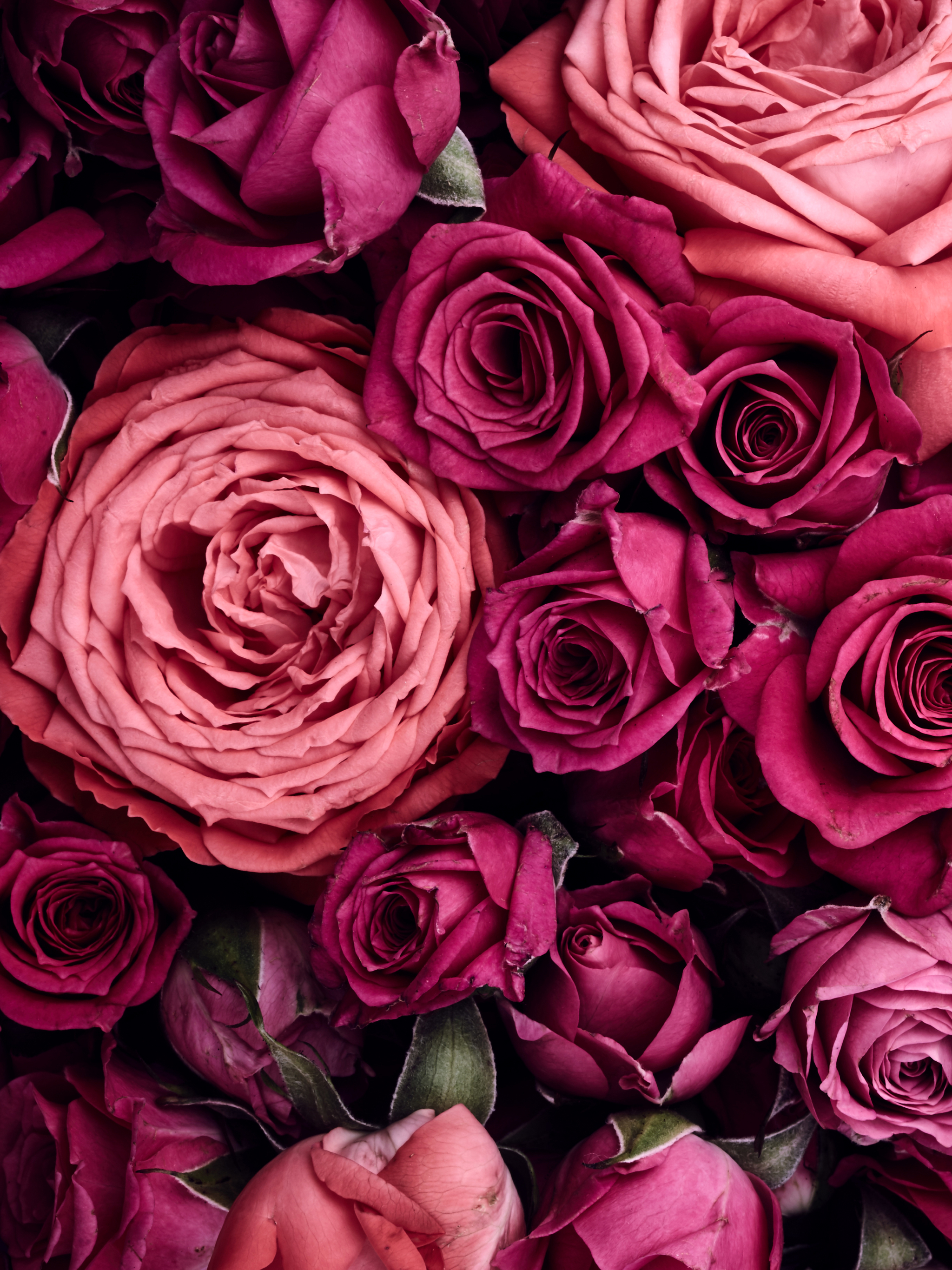 Pink roses background Beautiful hot pink roses for backgrounds and  wallpapers  CanStock