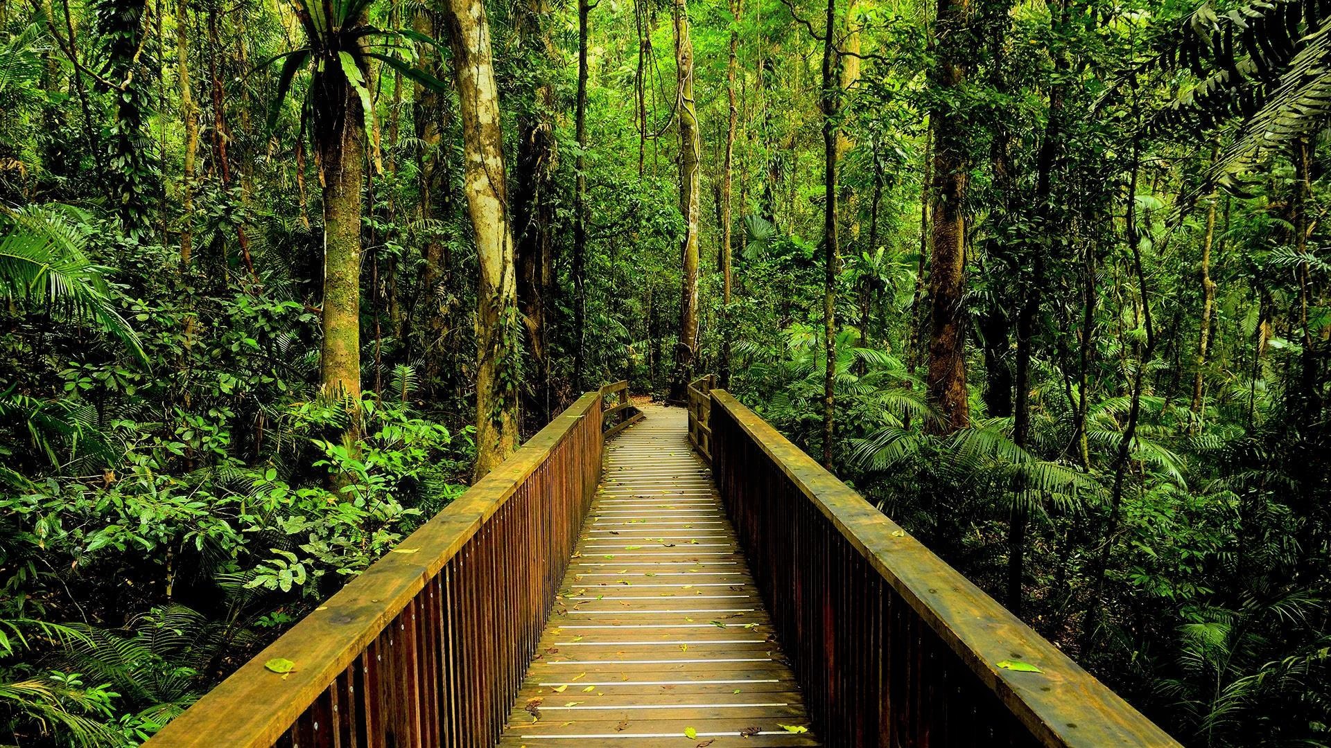 man made, bridge, forest, green, jungle, rainforest, wooden, bridges