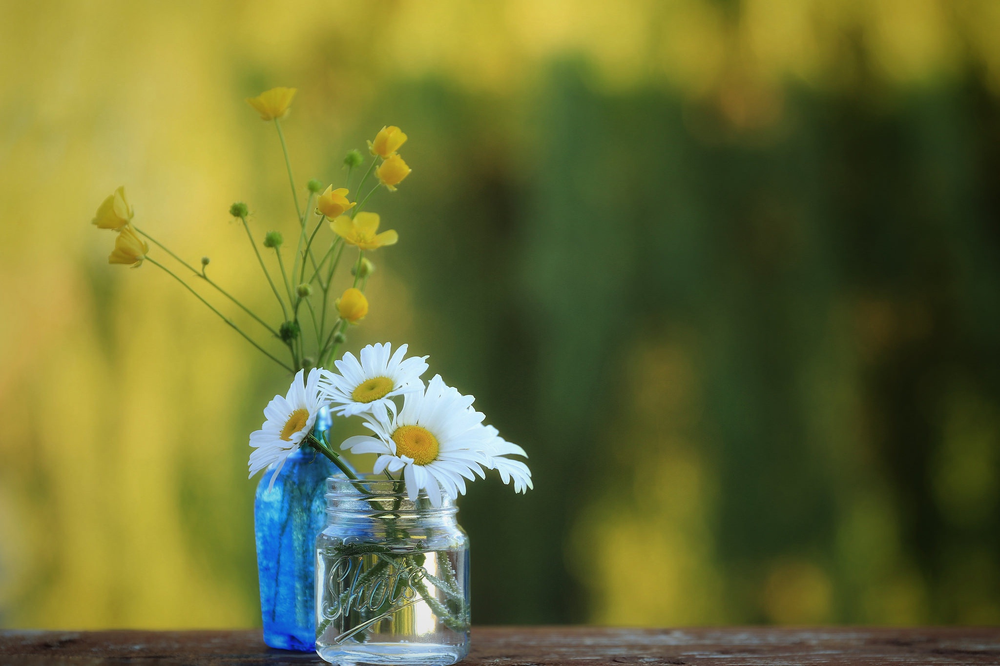 Download mobile wallpaper Flower, Blur, Chamomile, Buttercup, Man Made for free.