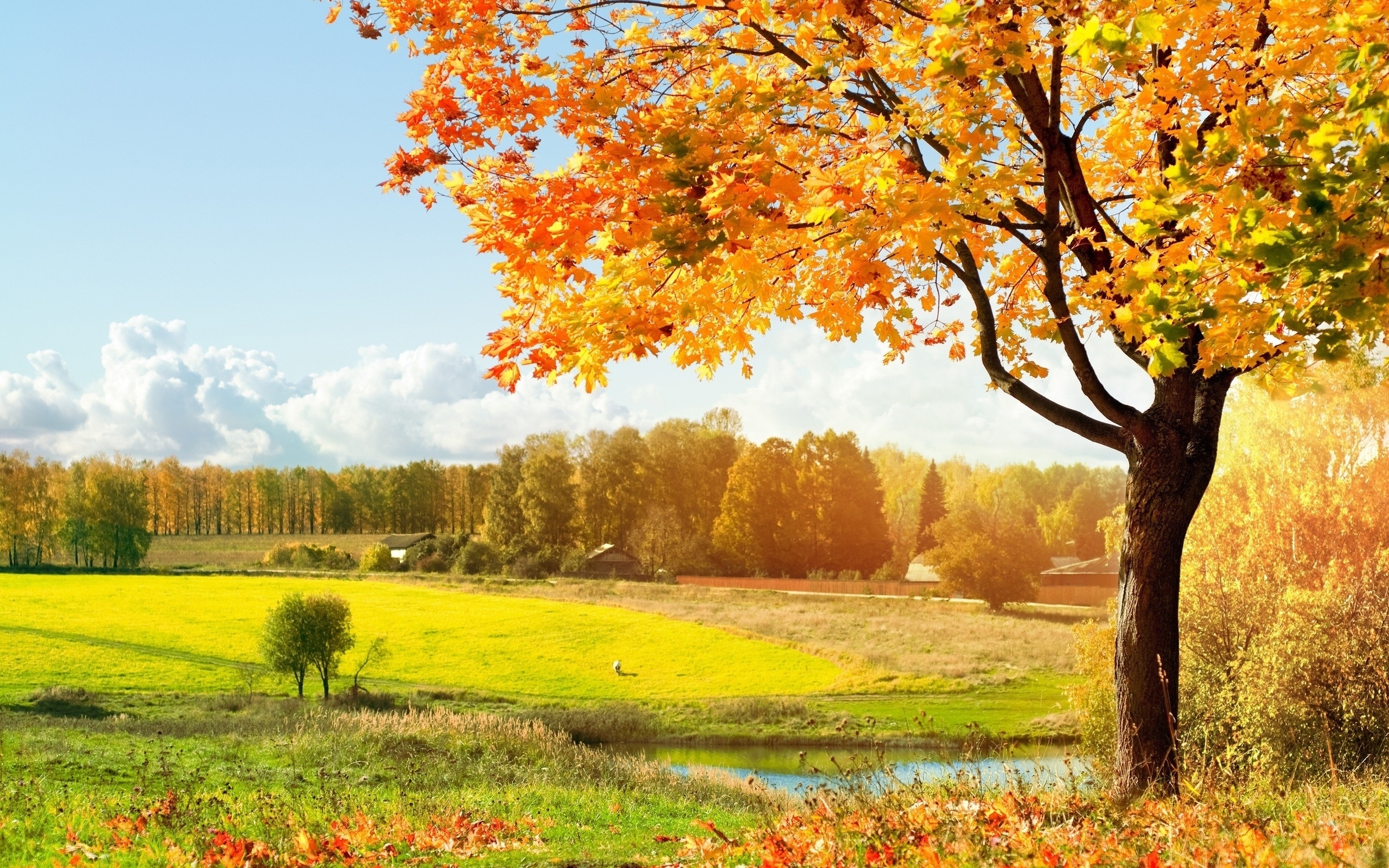 Скачать картинку Деревья, Поля, Пейзаж, Осень в телефон бесплатно.