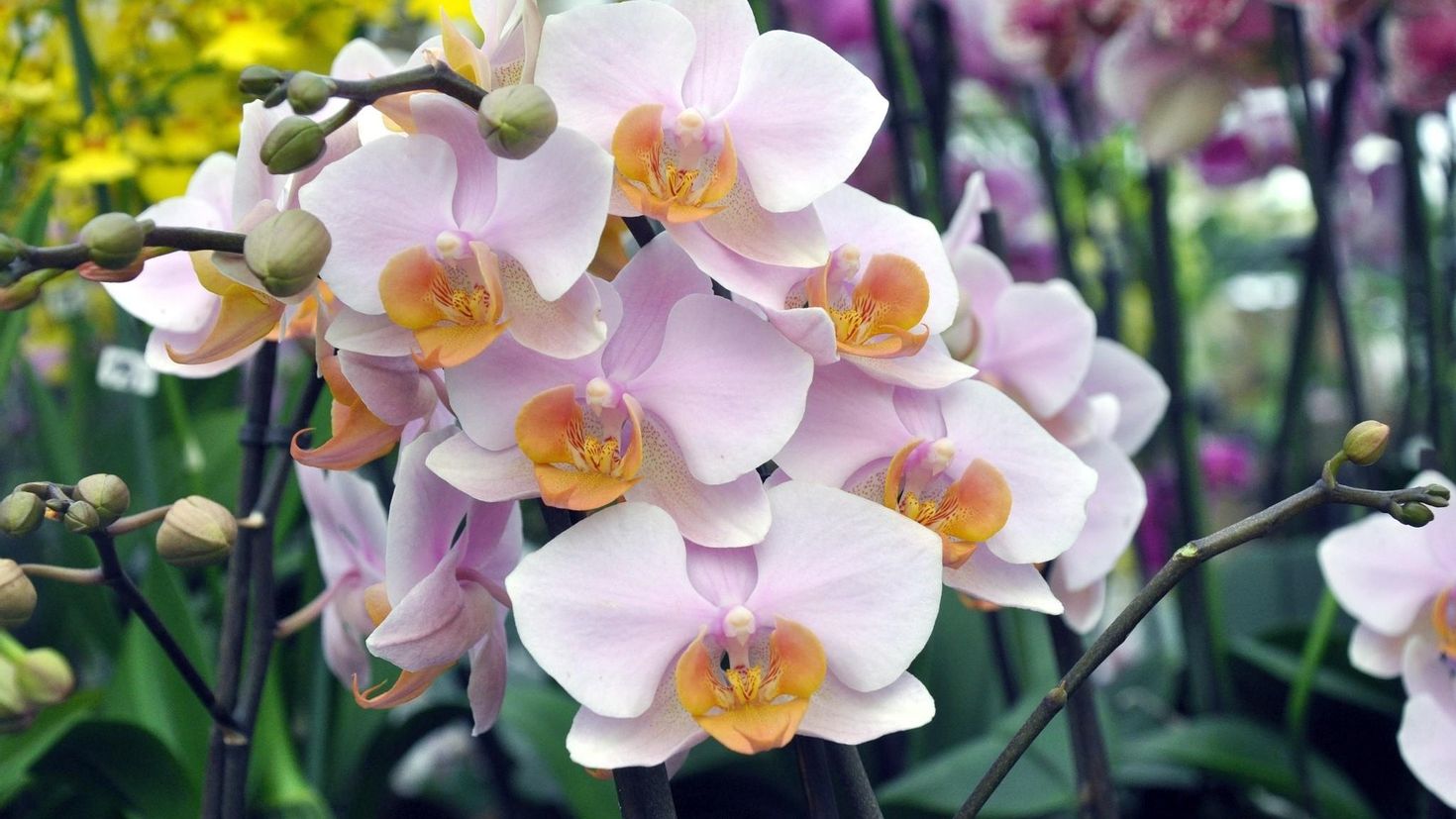 Орхидея Lively