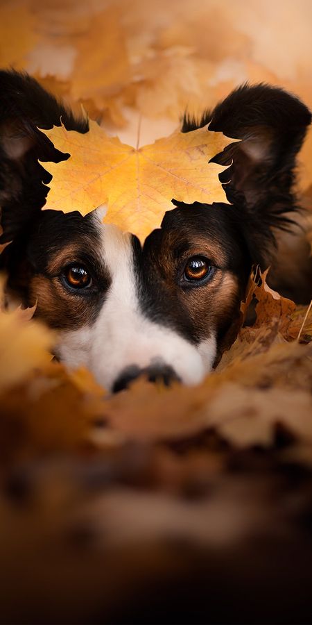 Leaf dog