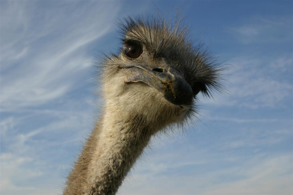 android ostrich, animal