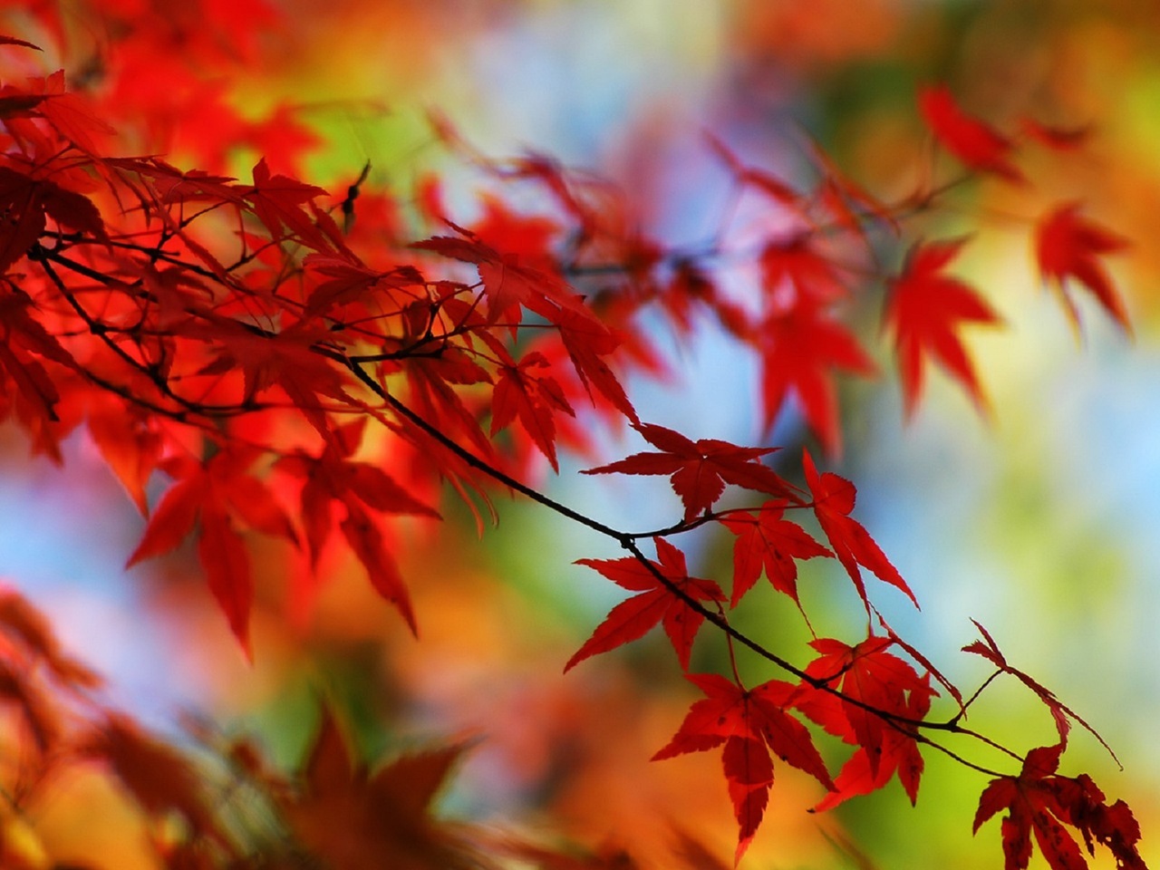 Скачать картинку Деревья, Растения, Листья, Осень в телефон бесплатно.
