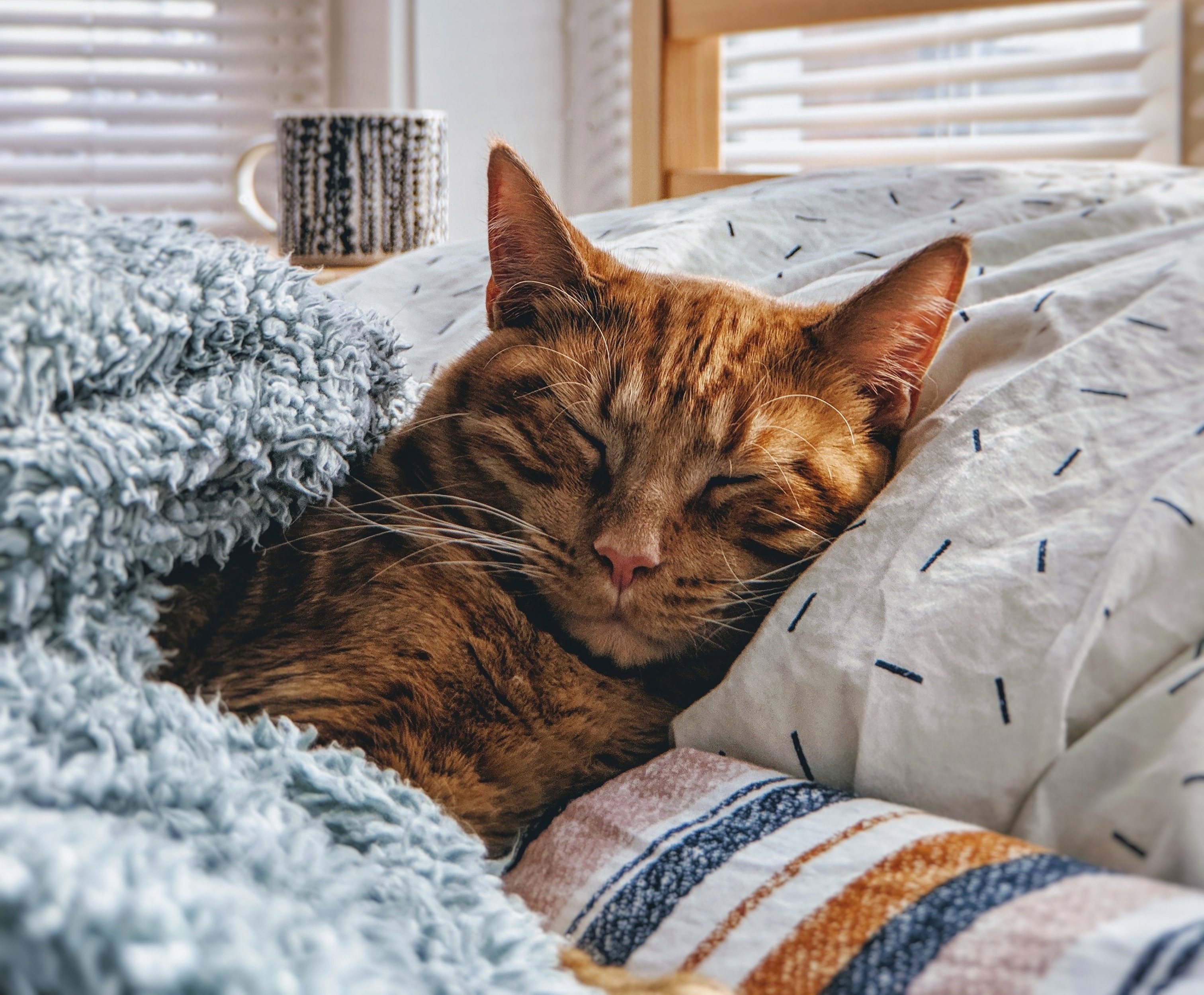 Рыжий кот спит в кровати