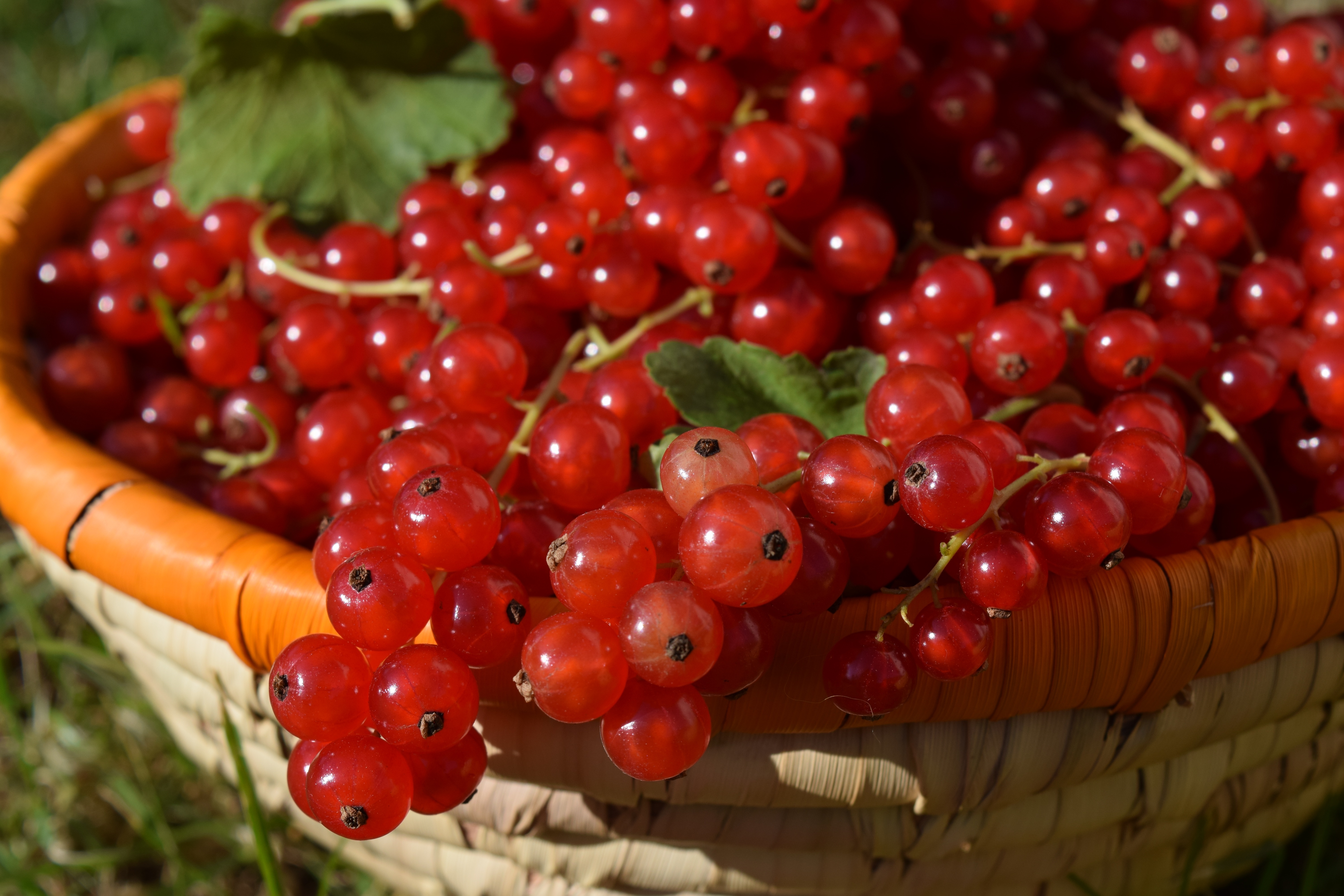 food, berries, currant, basket, ripe, red currants, redcurrant Smartphone Background