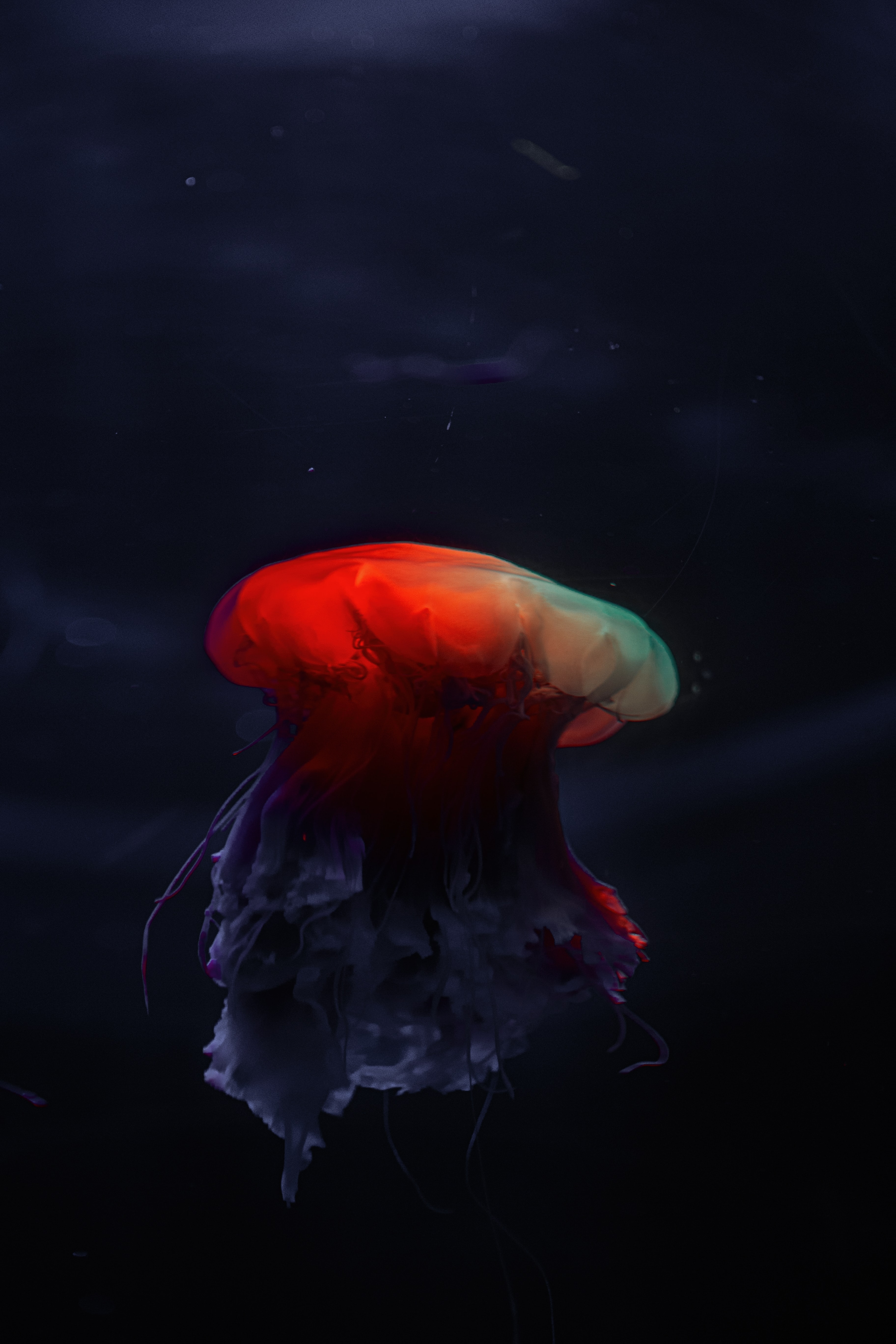 108940 завантажити шпалери медуза, тварини, темний, вродливий, красивий, підводний світ - заставки і картинки безкоштовно