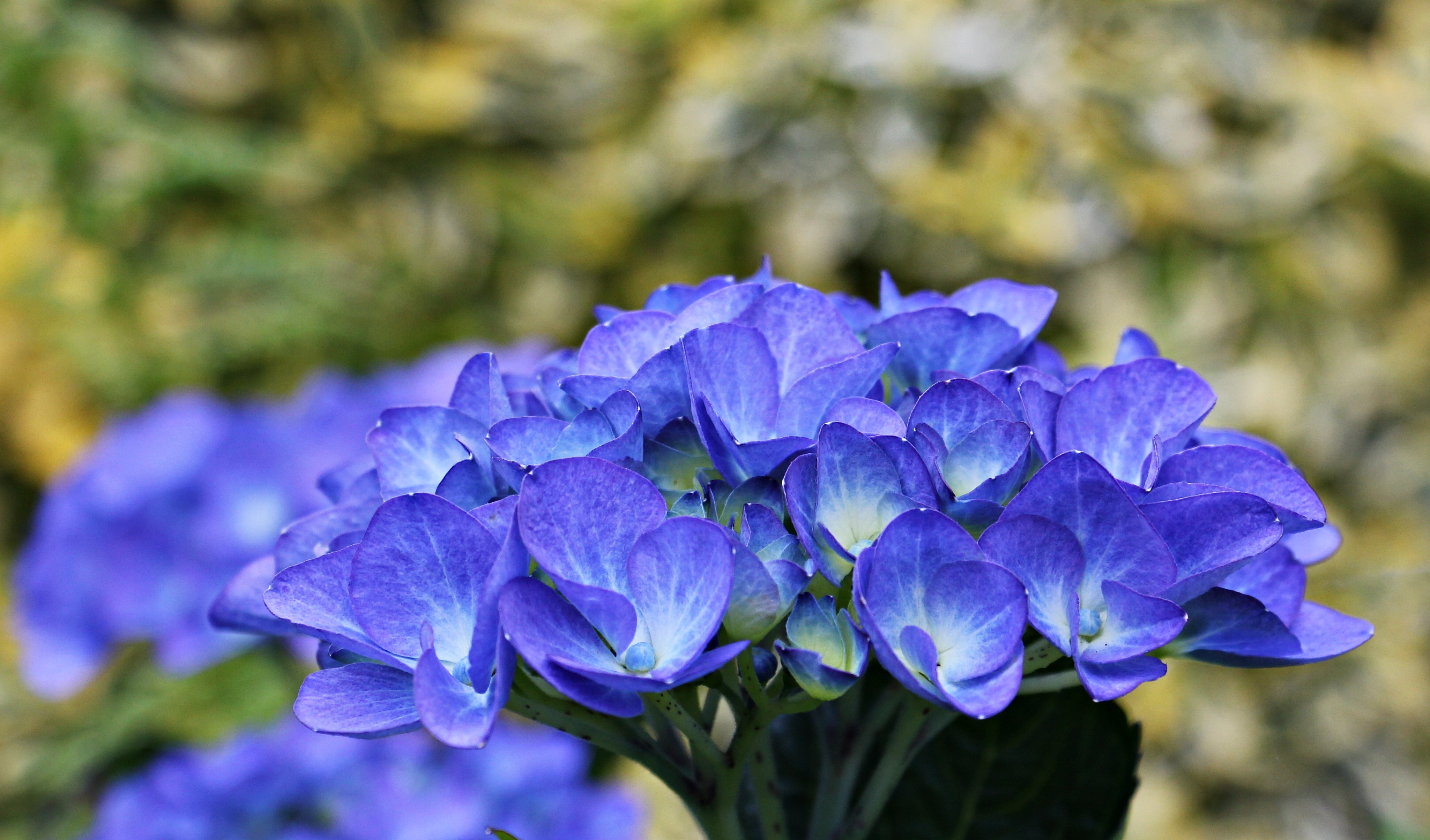 Цветы синего цвета названия и фото