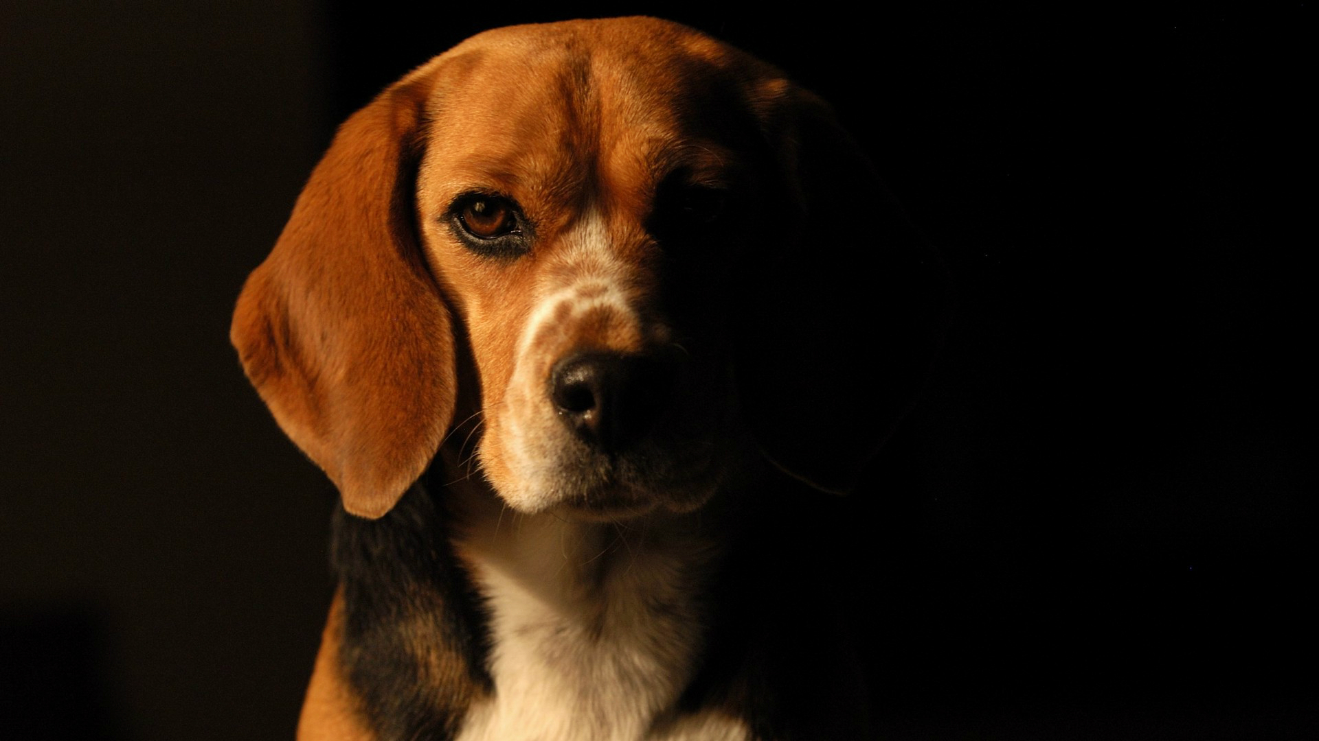 304731 descargar fondo de pantalla animales, beagle, perros: protectores de pantalla e imágenes gratis