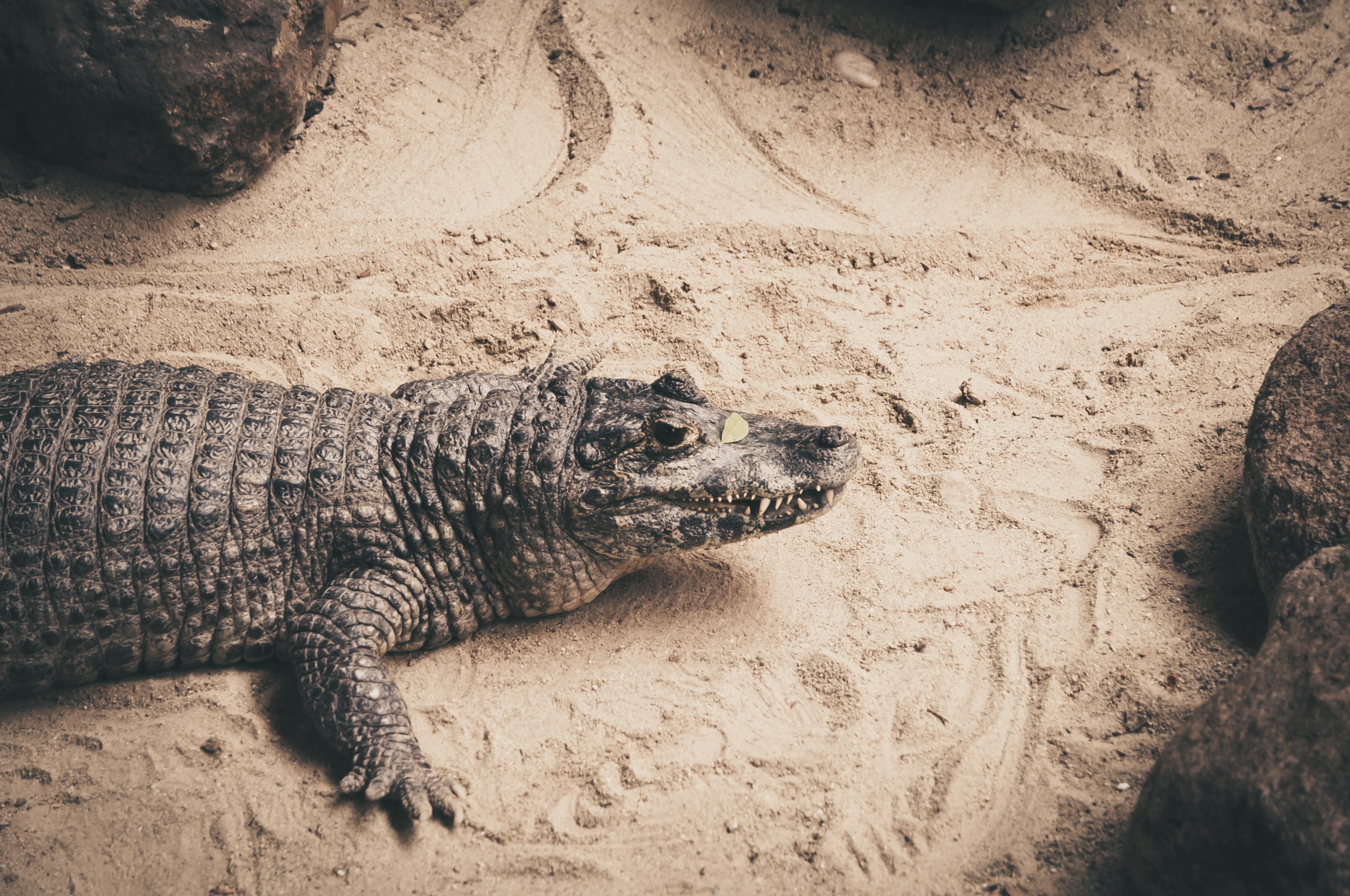 Скачать обои бесплатно Крокодил, Песок, Рептилия, Животные картинка на рабочий стол ПК