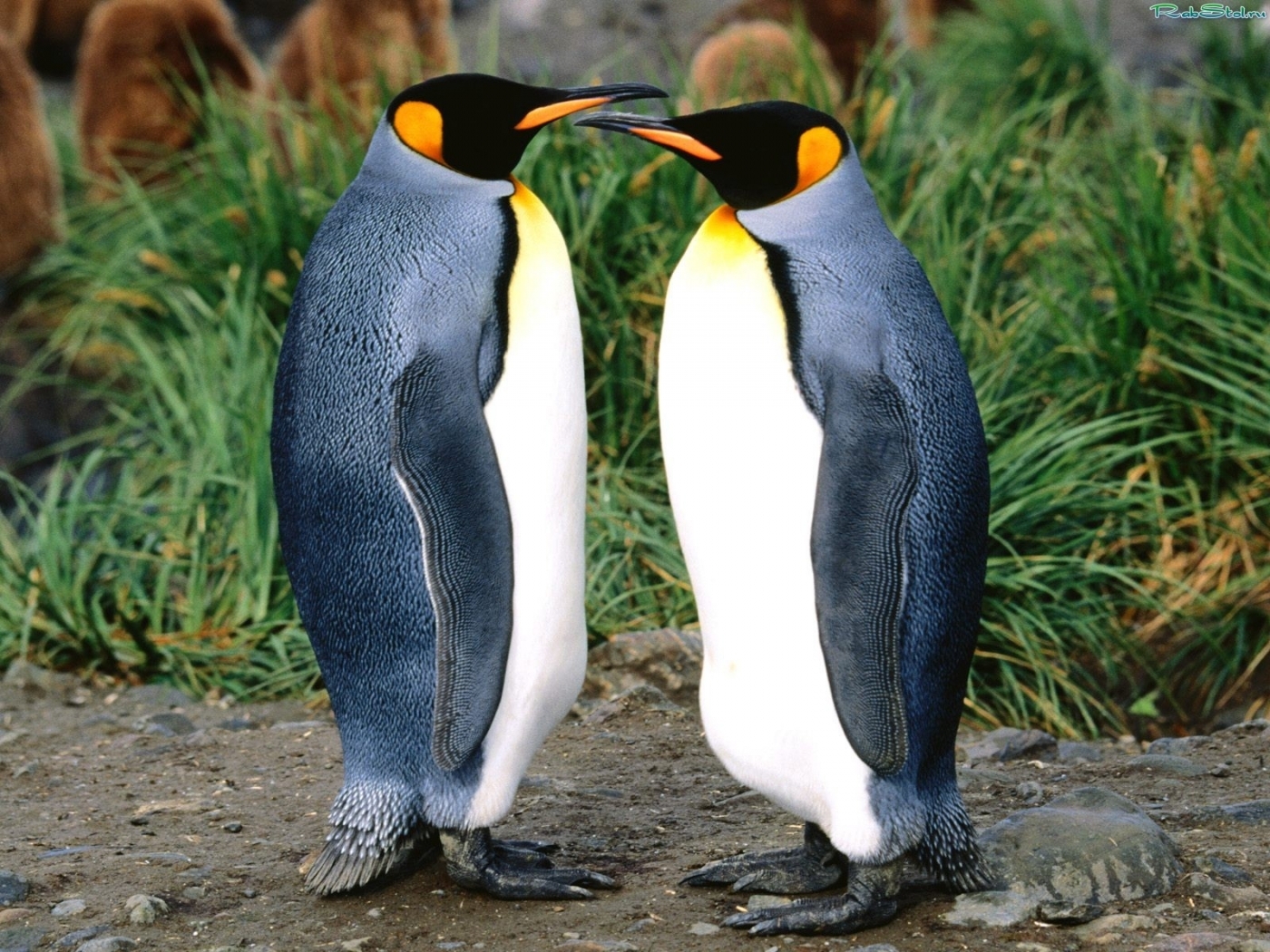 pinguins, animals, birds