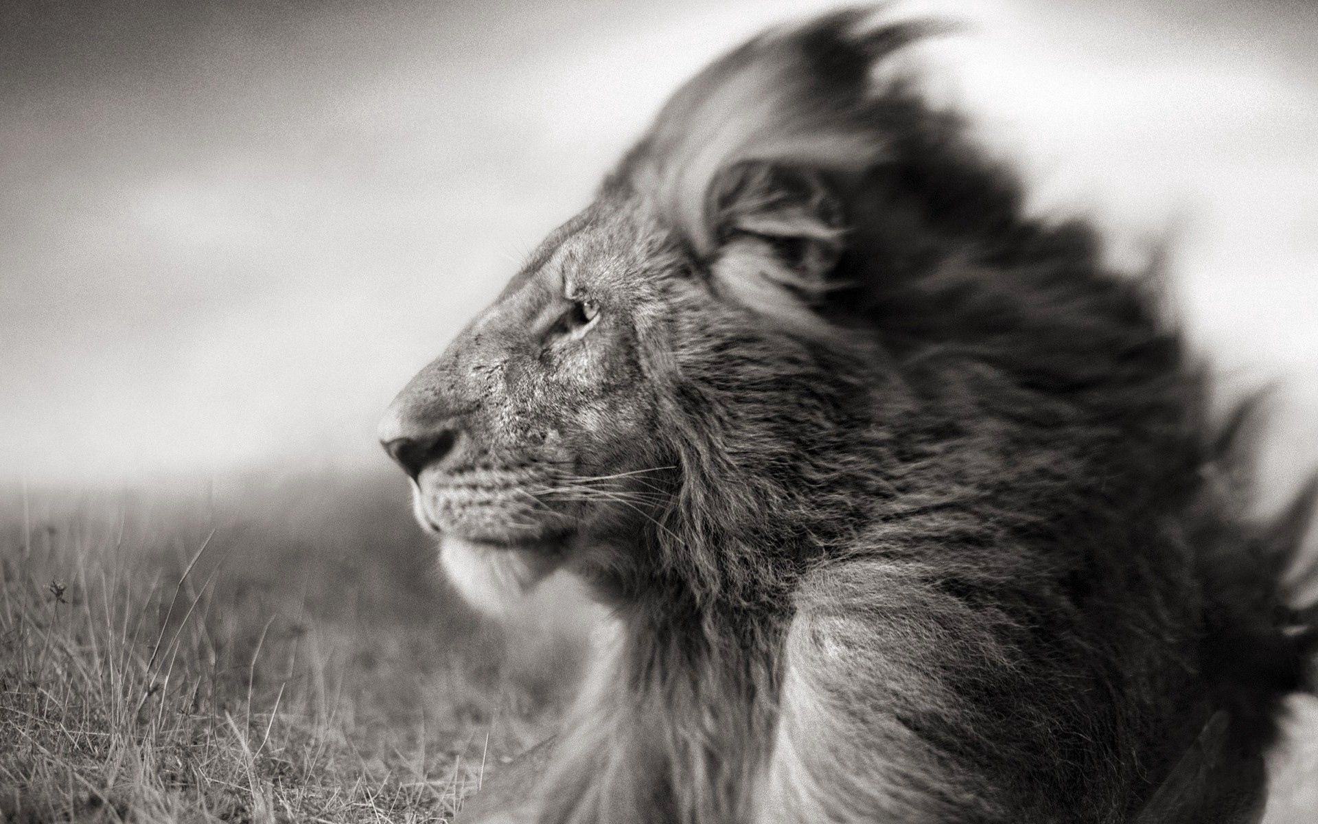 Download mobile wallpaper Wind, Mane, Chb, Muzzle, Field, Bw, Animals, Lion for free.