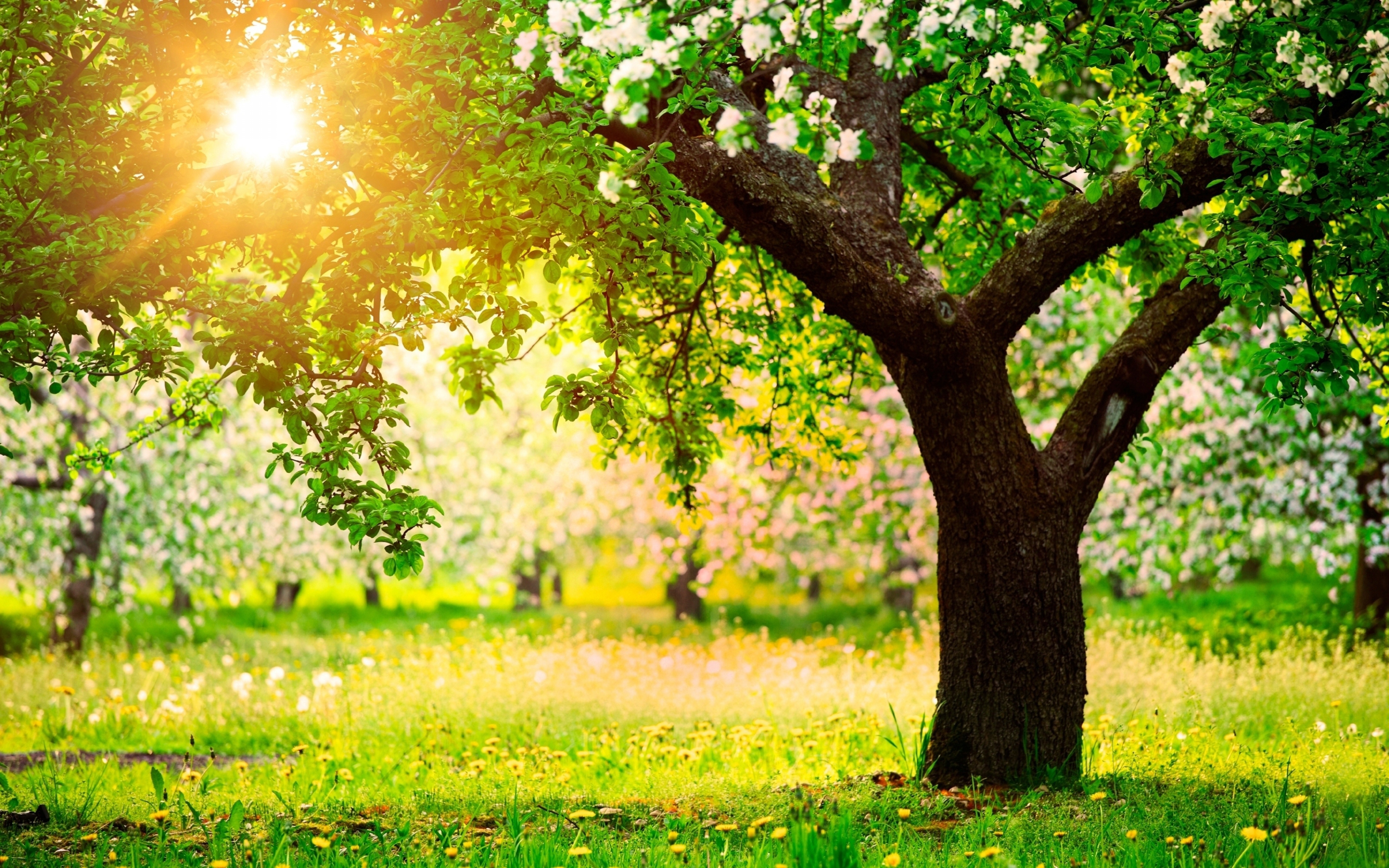 Время года лето солнечное. Весеннее дерево.