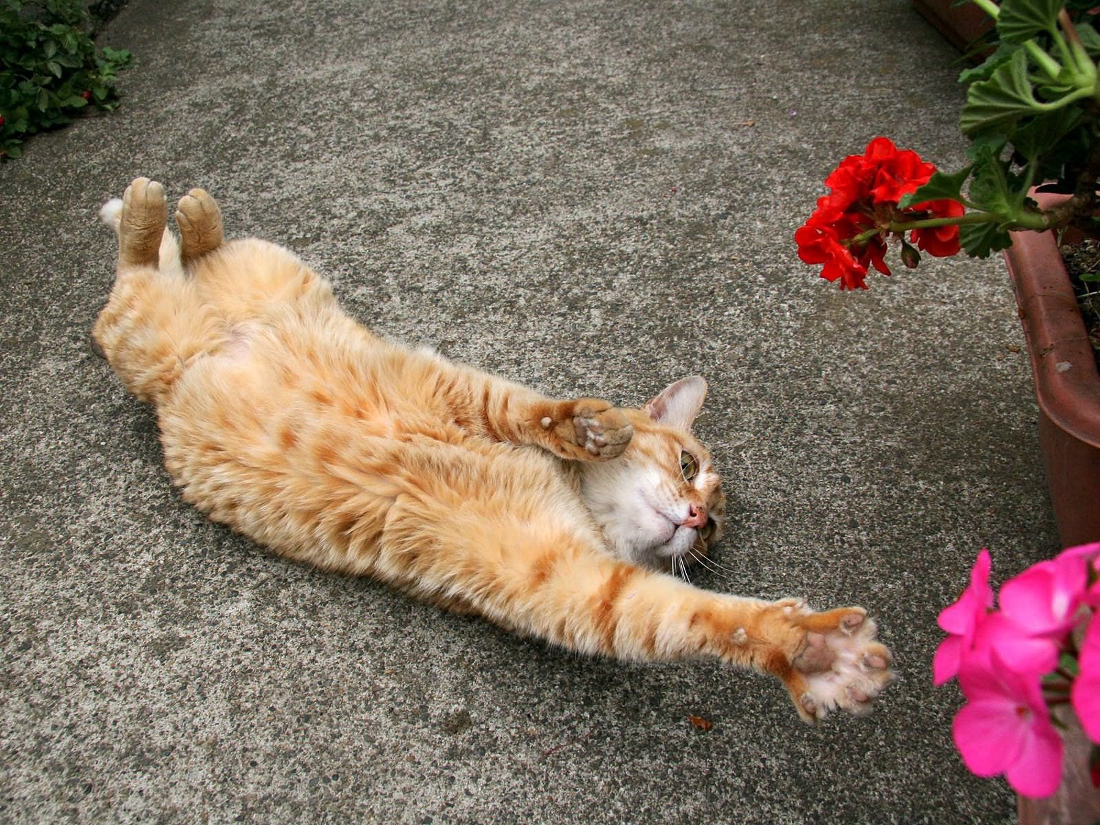 animals, flowers, cat, reach out, stretch 2160p
