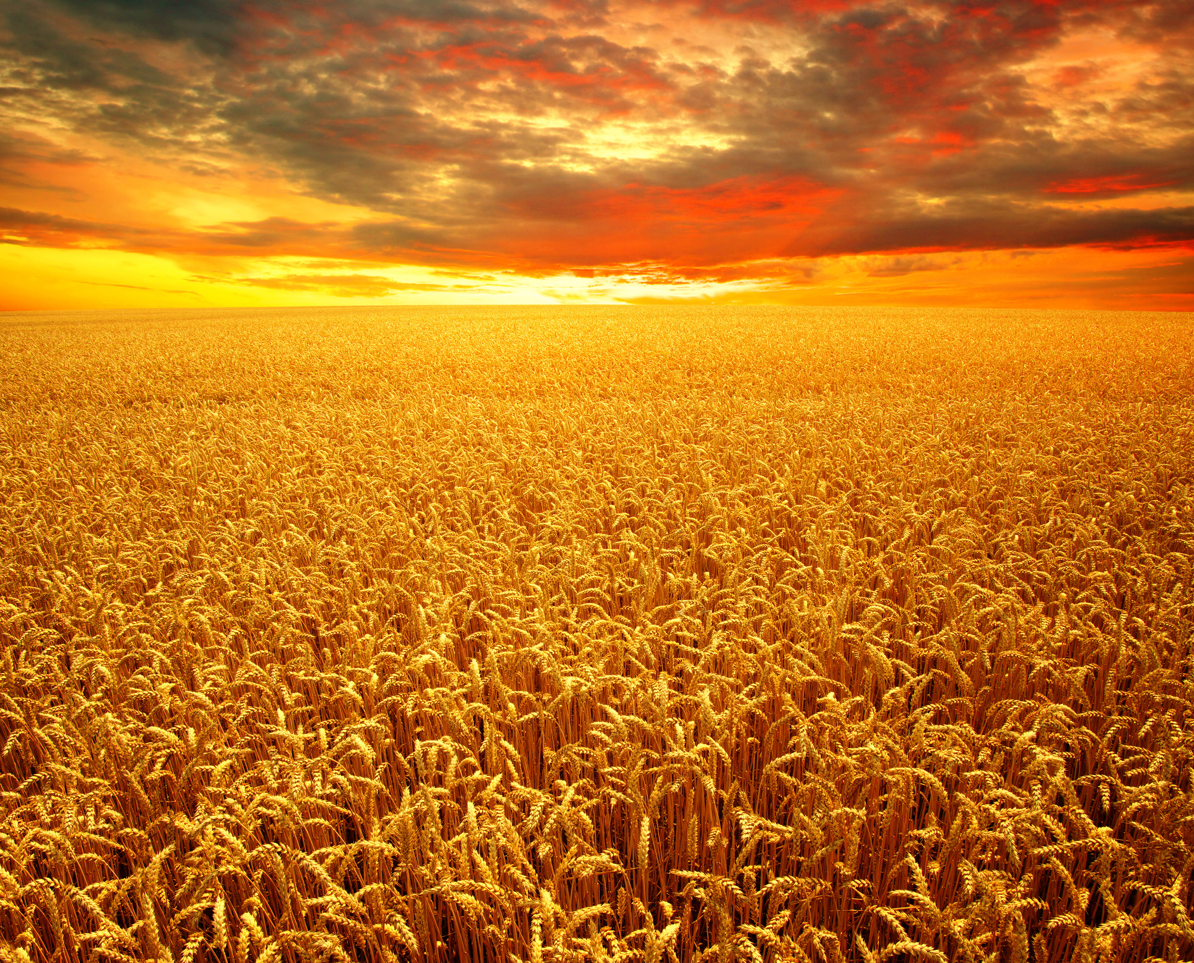 golden, earth, wheat, cloud, field, horizon, nature, summer