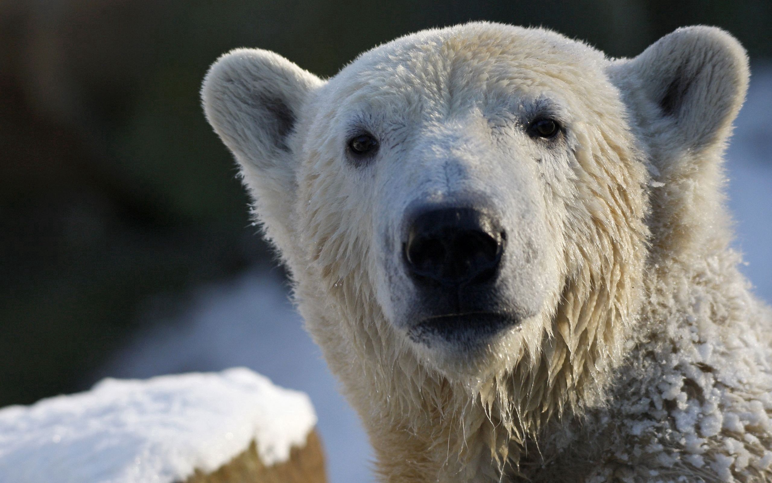 89600 télécharger le fond d'écran mouillé, animaux, neige, museau, muselière, mouiller, ours, ours polaire, ours blanc - économiseurs d'écran et images gratuitement