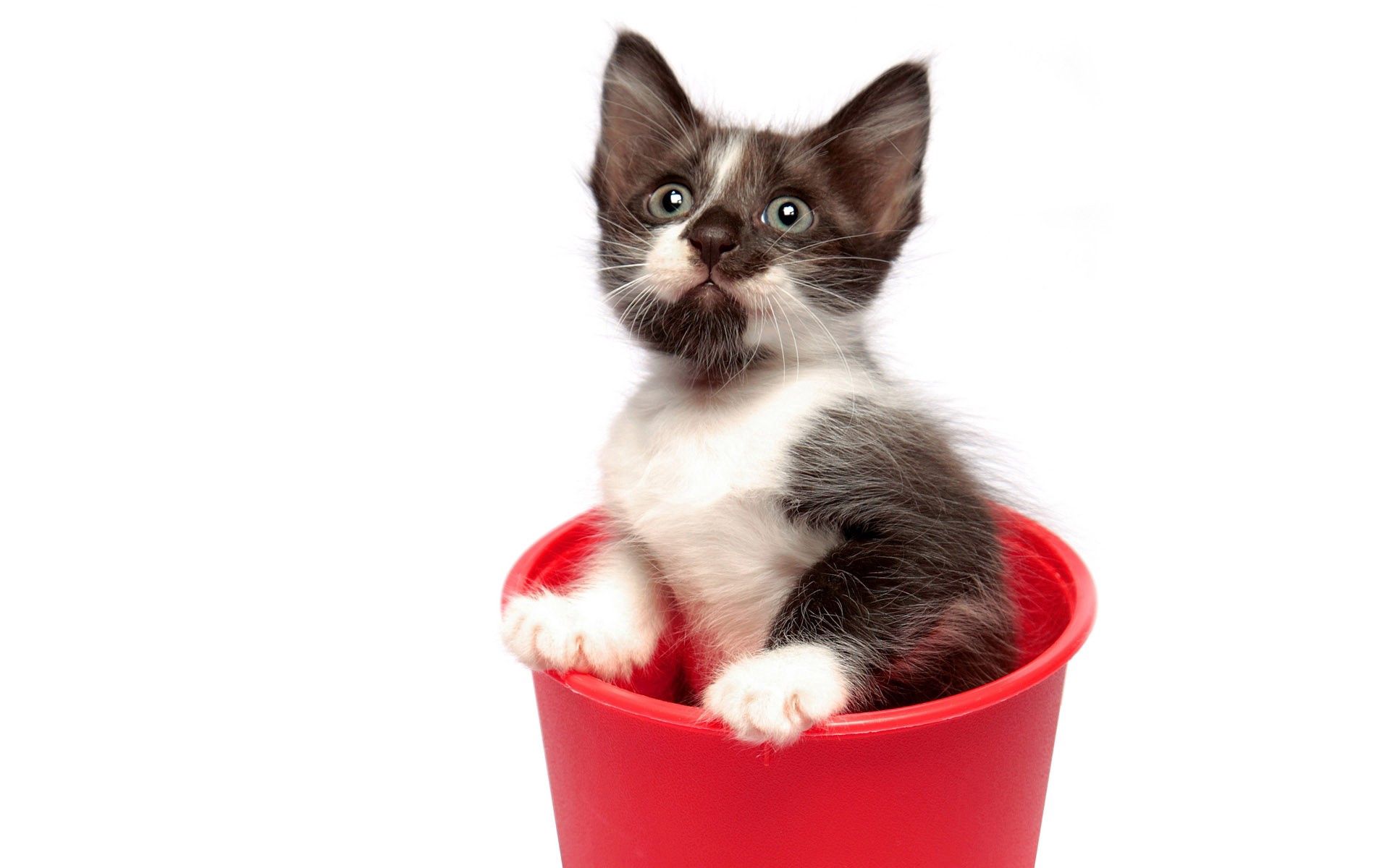 kitty, animals, kitten, spotted, spotty, playful, curiosity, bucket Full HD