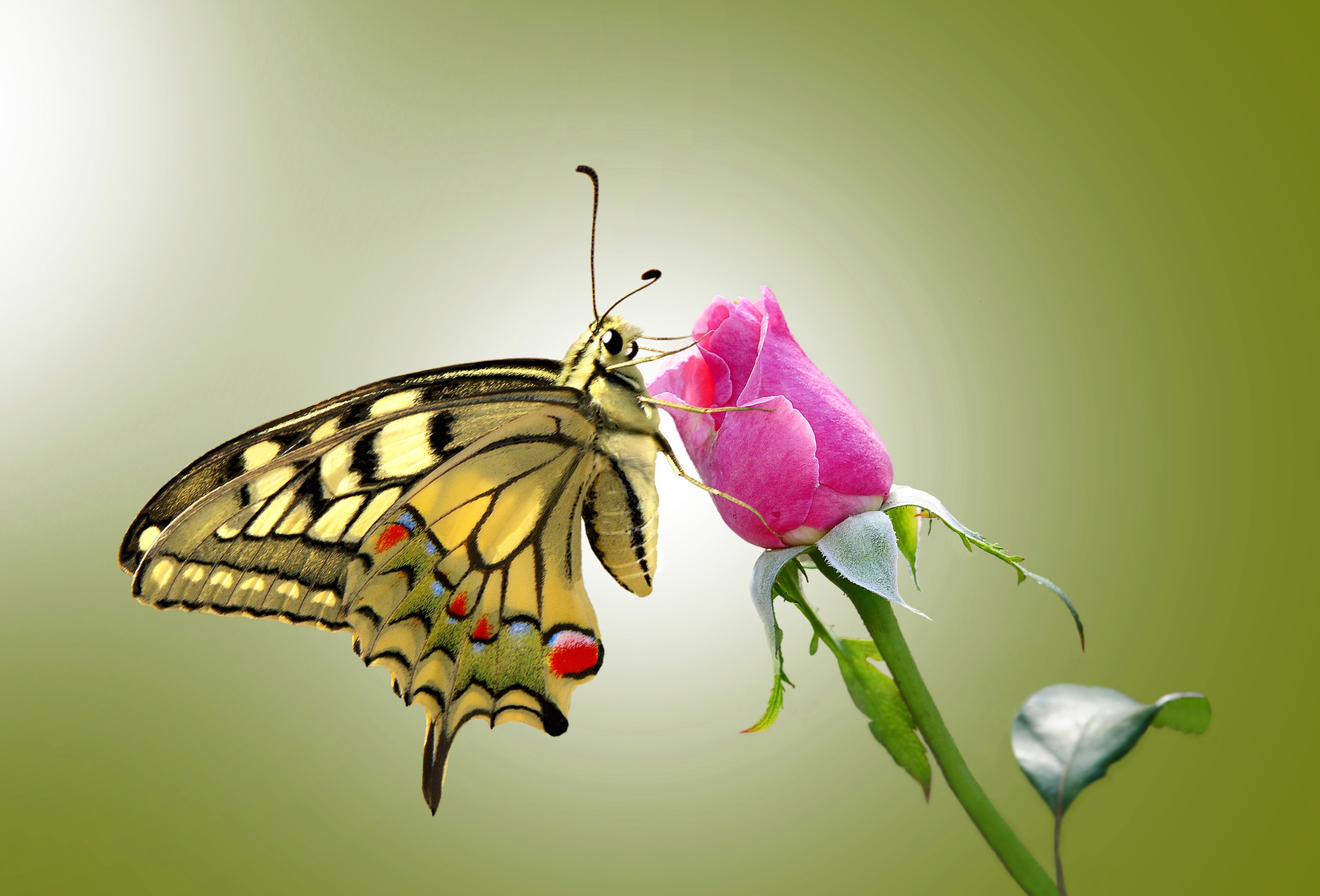 flower, insect, insects, animal, swallowtail butterfly, butterfly, nature