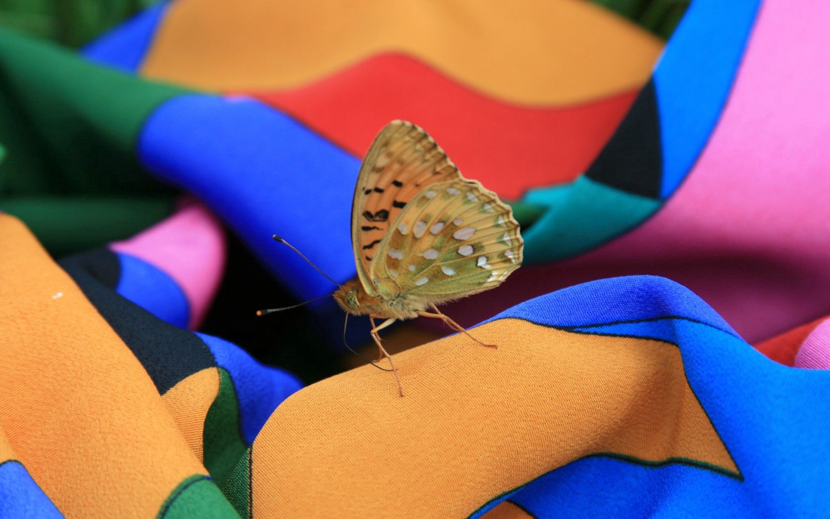 Laden Sie das Makro, Insekt, Schmetterling, Kleid, Sommer-Bild kostenlos auf Ihren PC-Desktop herunter