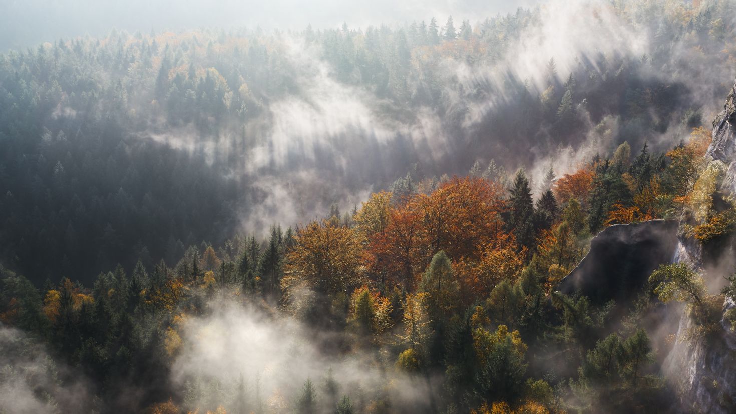 Туманный лес обои на телефон
