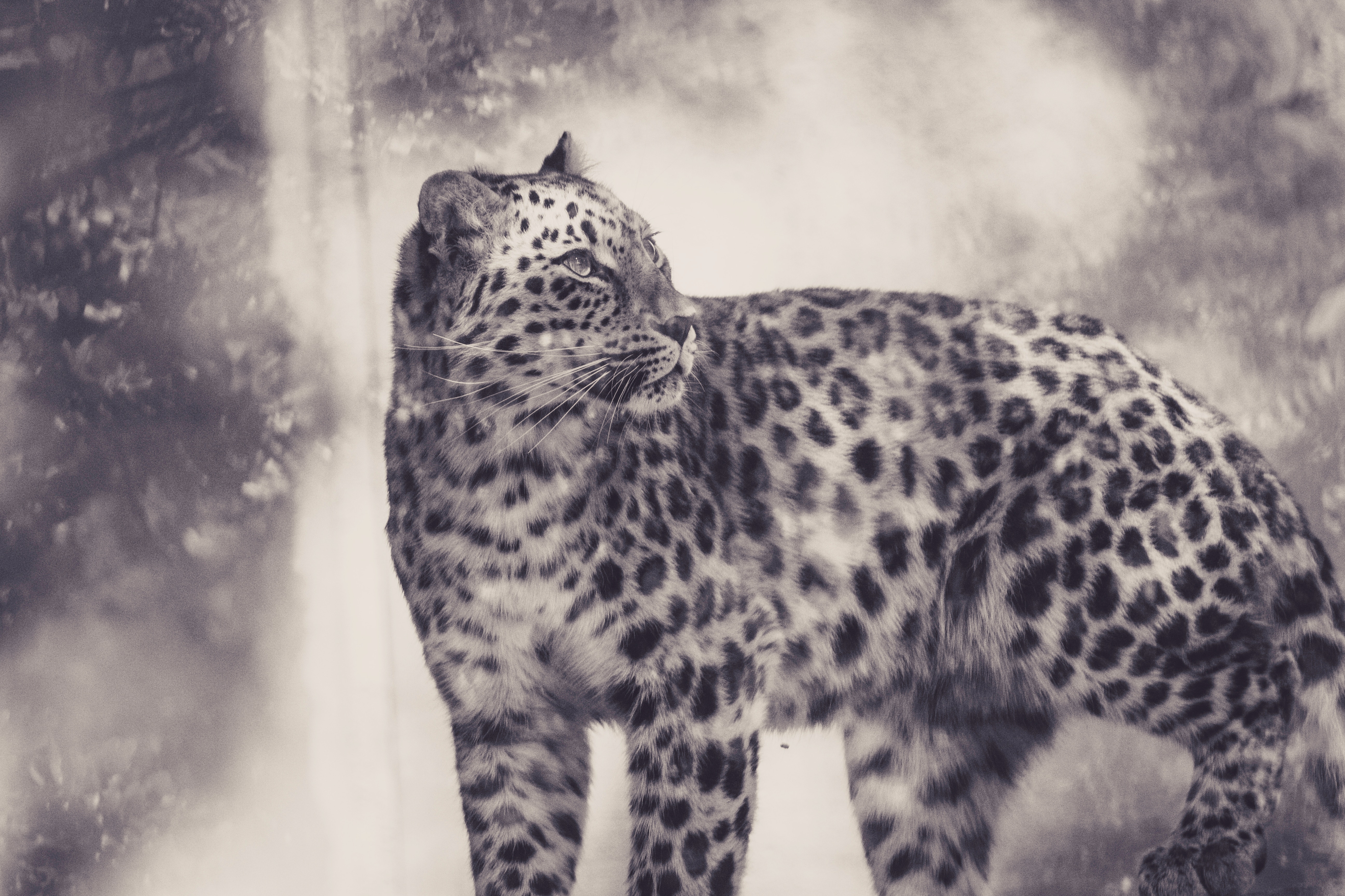 Free download wallpaper Leopard, Predator, Bw, Animals, Big Cat, Chb on your PC desktop