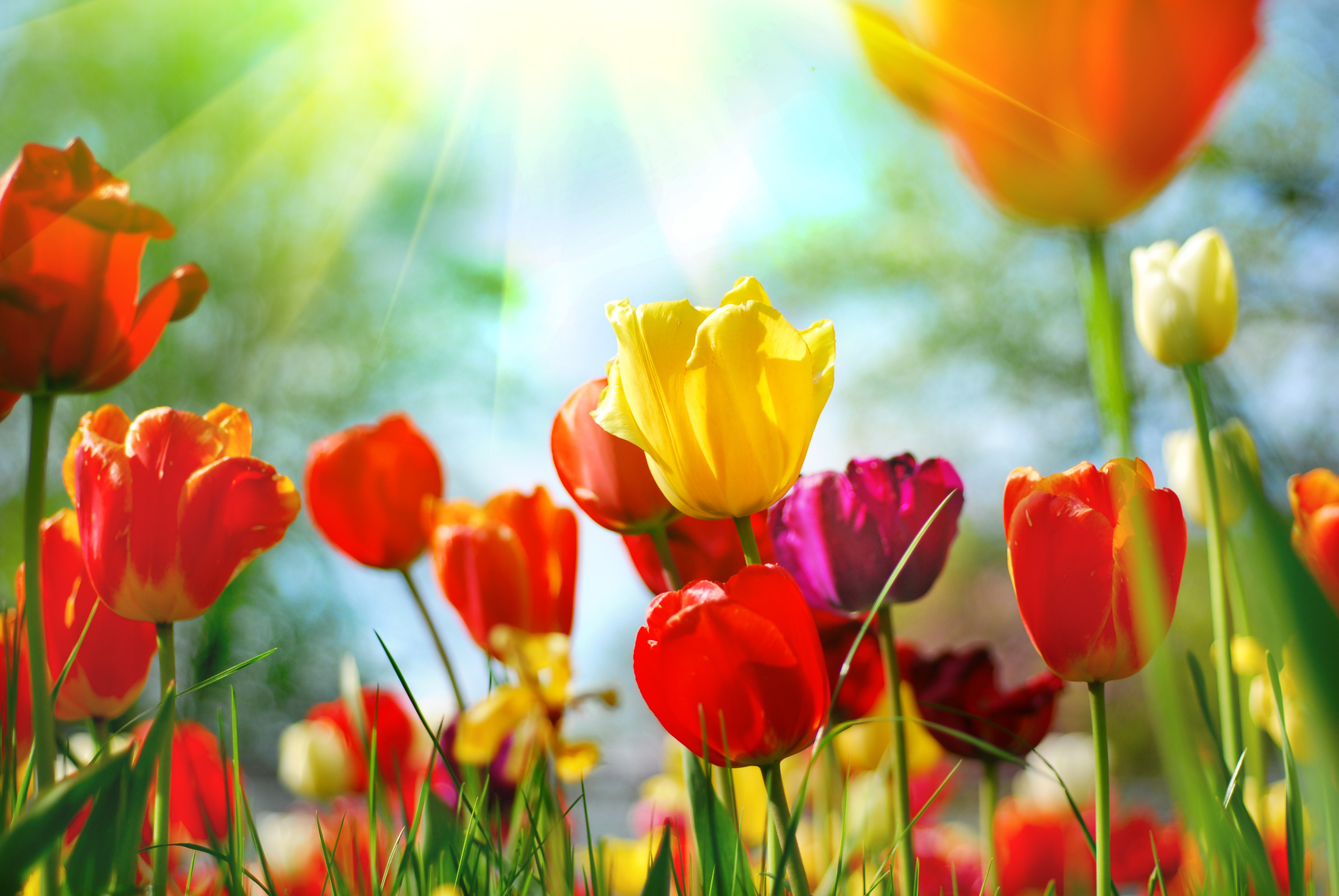 Разноцветные тюльпаны фотообои