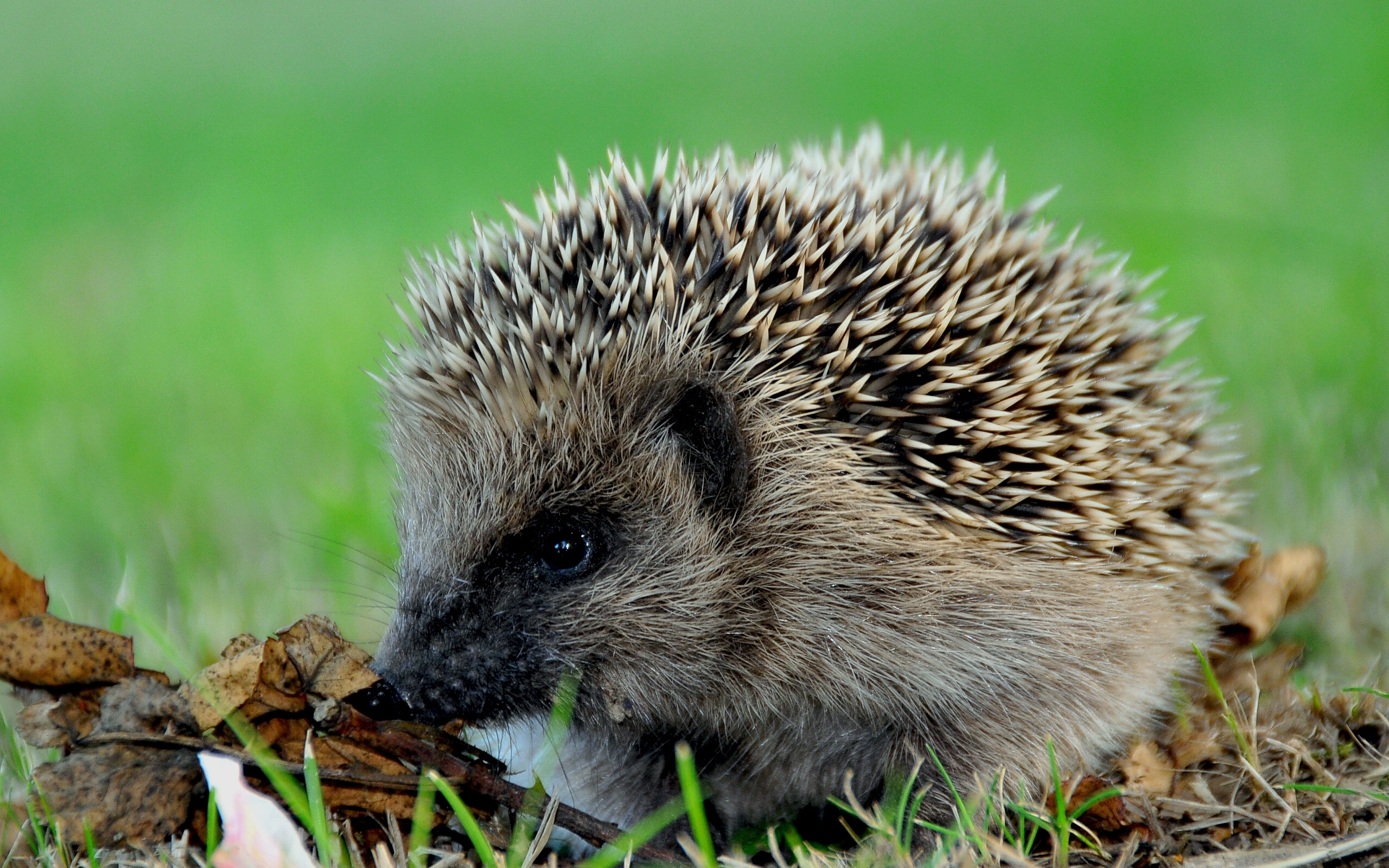 animals, hedgehogs HD wallpaper