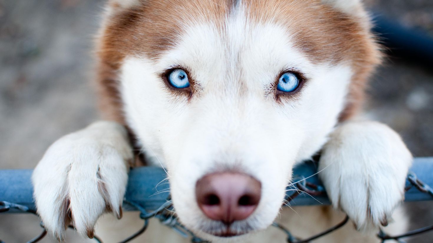 Порода собак с голубыми глазами. Сибирский хаски. Сибирский хаски щенок голубоглазый. Хаски собака голубоглазая. Хаски разноглазые.