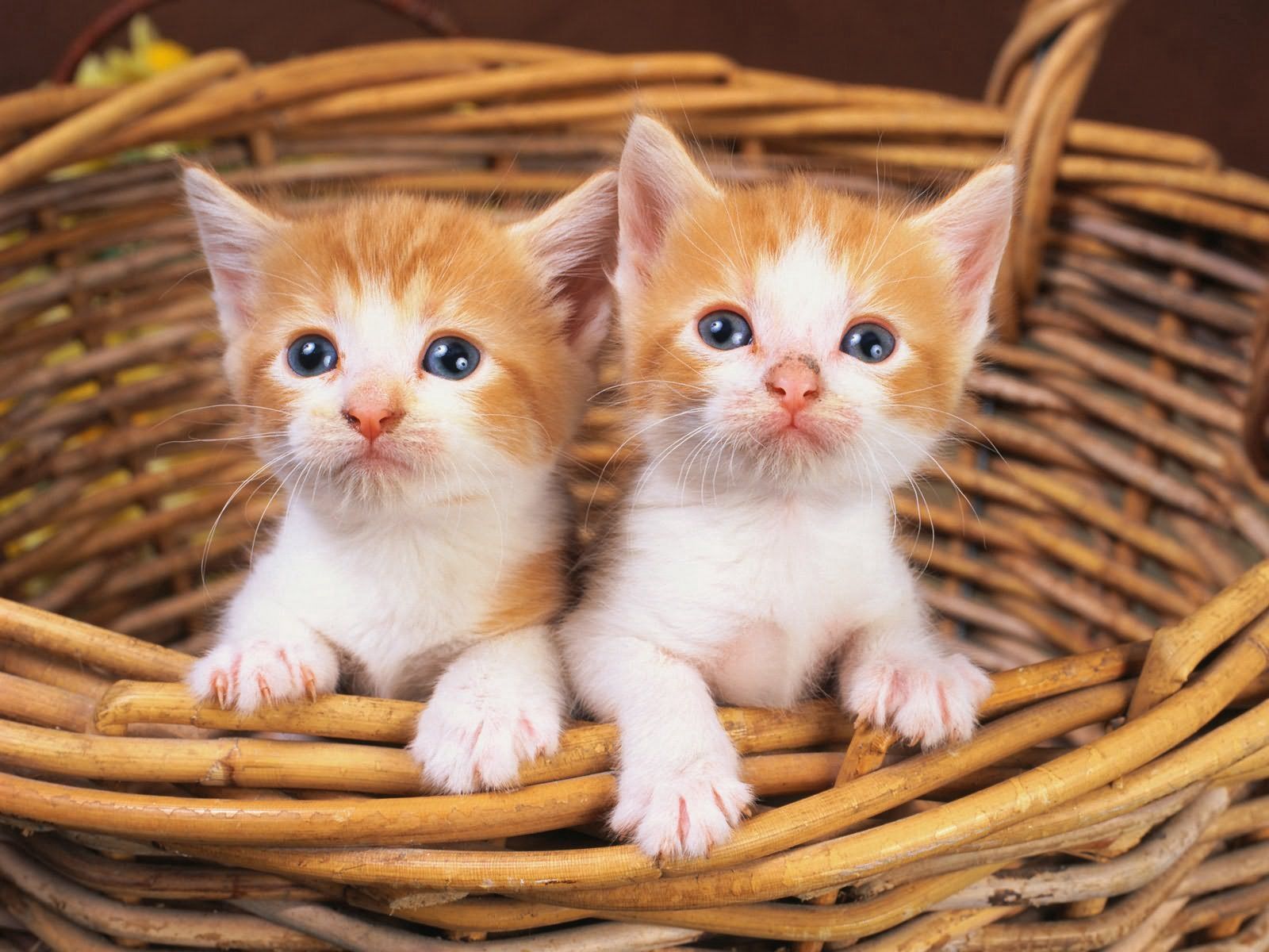 kittens, animals, couple, pair, look lock screen backgrounds