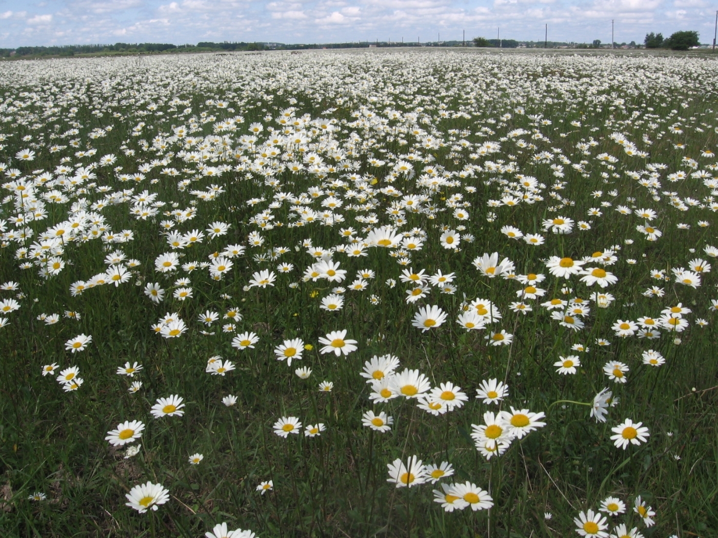 Download mobile wallpaper Camomile, Landscape, Flowers for free.