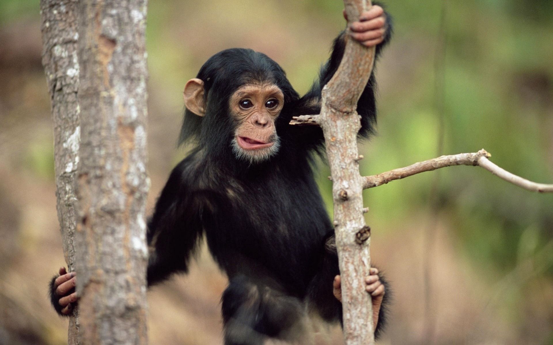 monkey, animals, trees, climb, fur Full HD