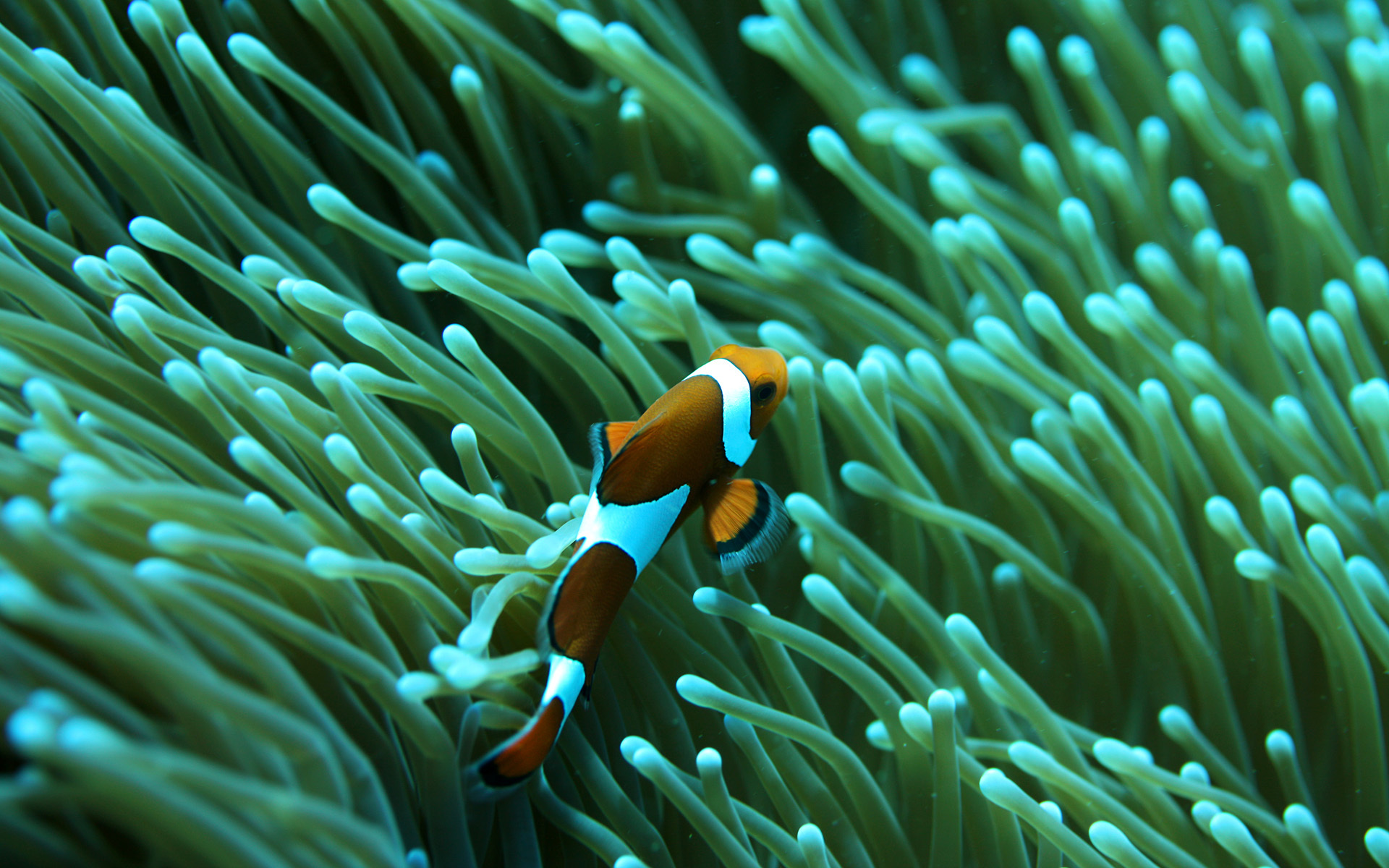 Коралловый риф рыба клоун