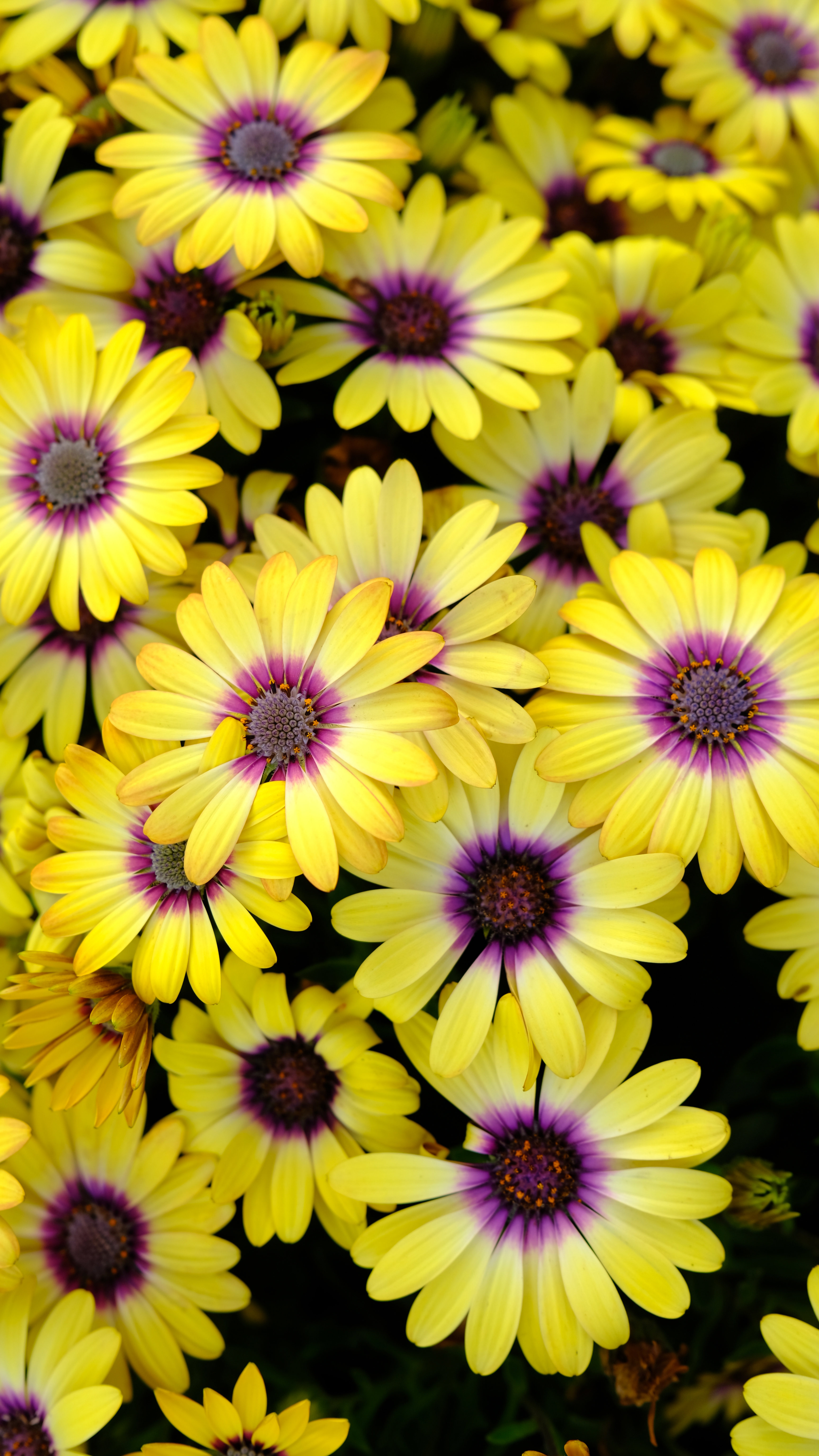 camomile, chamomile, flowers, petals wallpapers for tablet