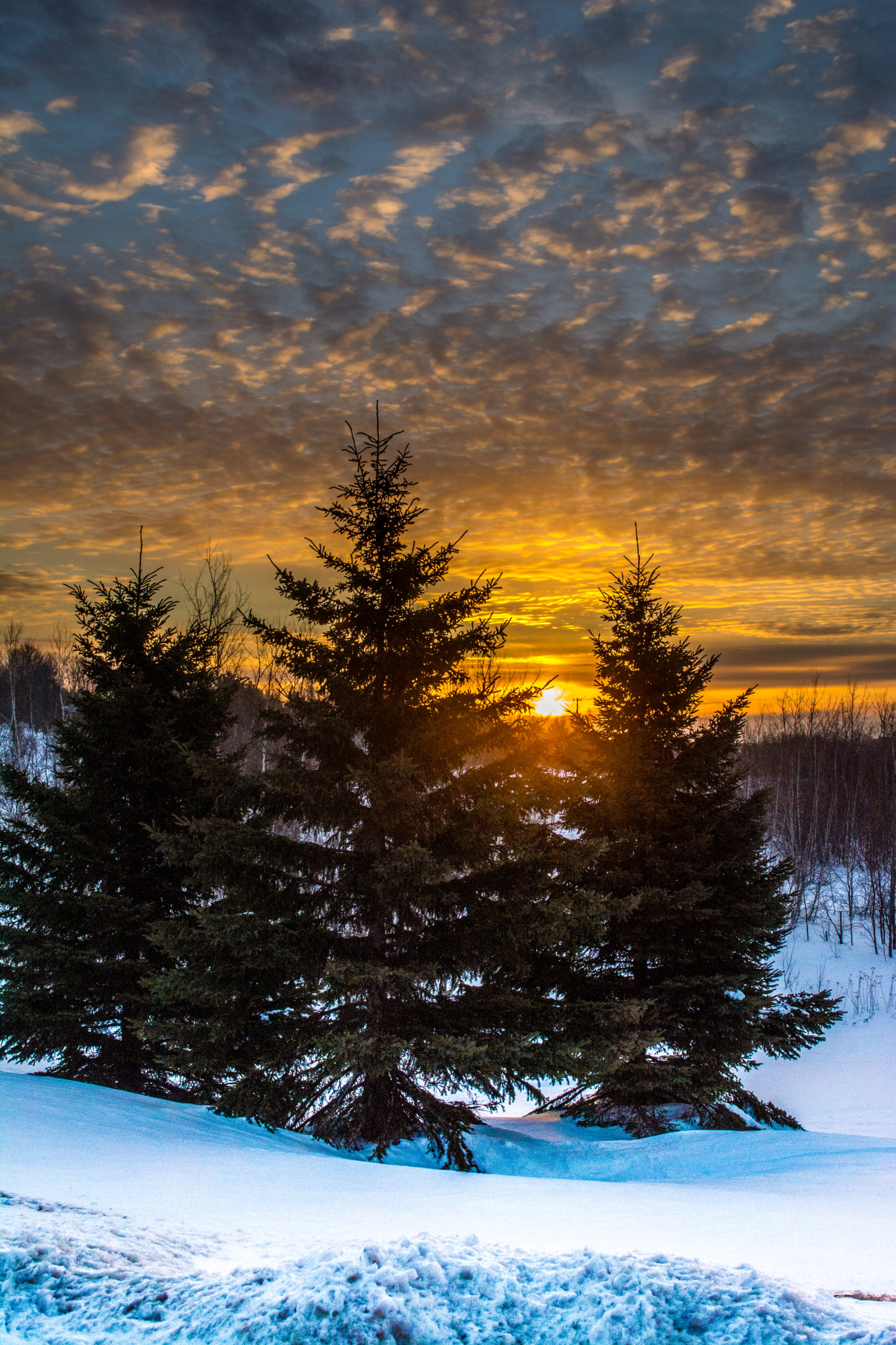 Download mobile wallpaper Trees, Fir Trees, Snow, Nature, Sunset, Winter, Landscape for free.