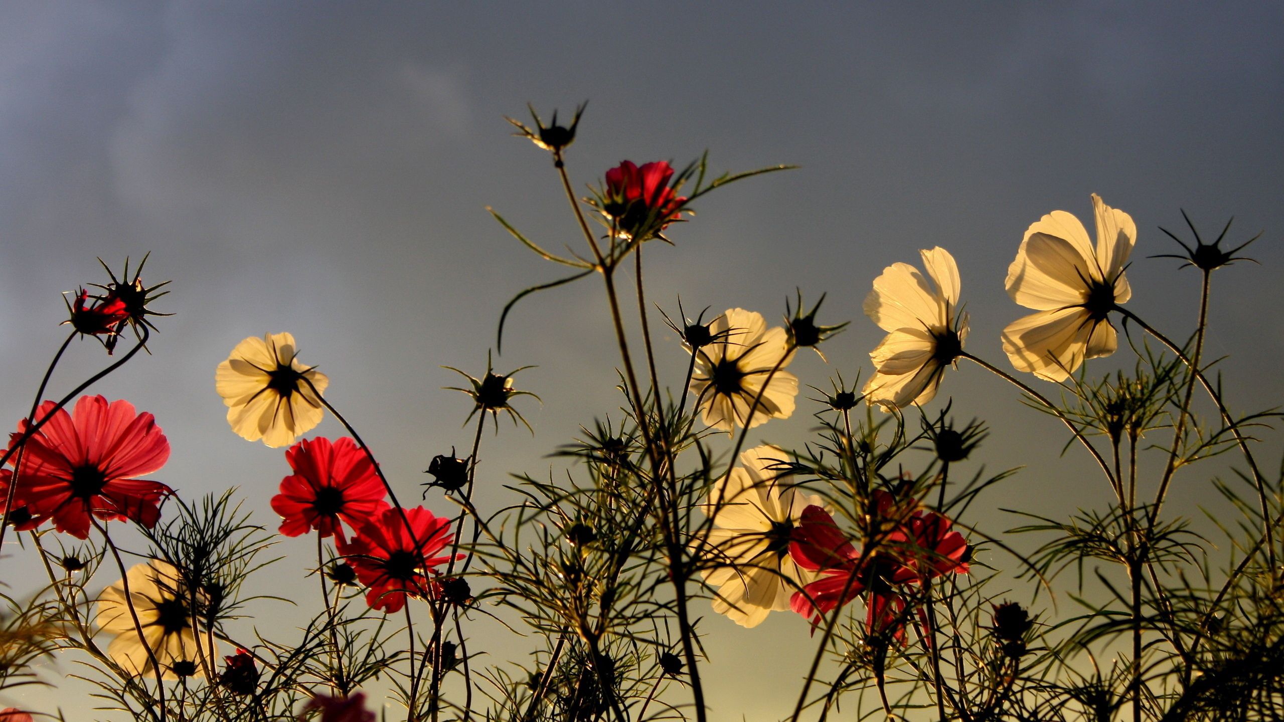 Free download wallpaper Sky, Overcast, Nature, Flowers, Mainly Cloudy, Field on your PC desktop