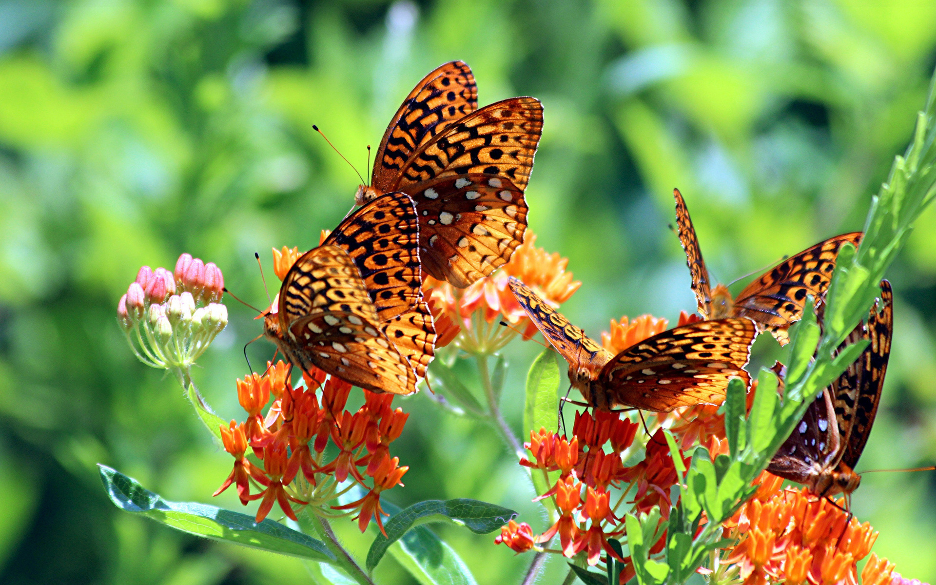 Laden Sie das Insekten, Schmetterlinge-Bild kostenlos auf Ihren PC-Desktop herunter