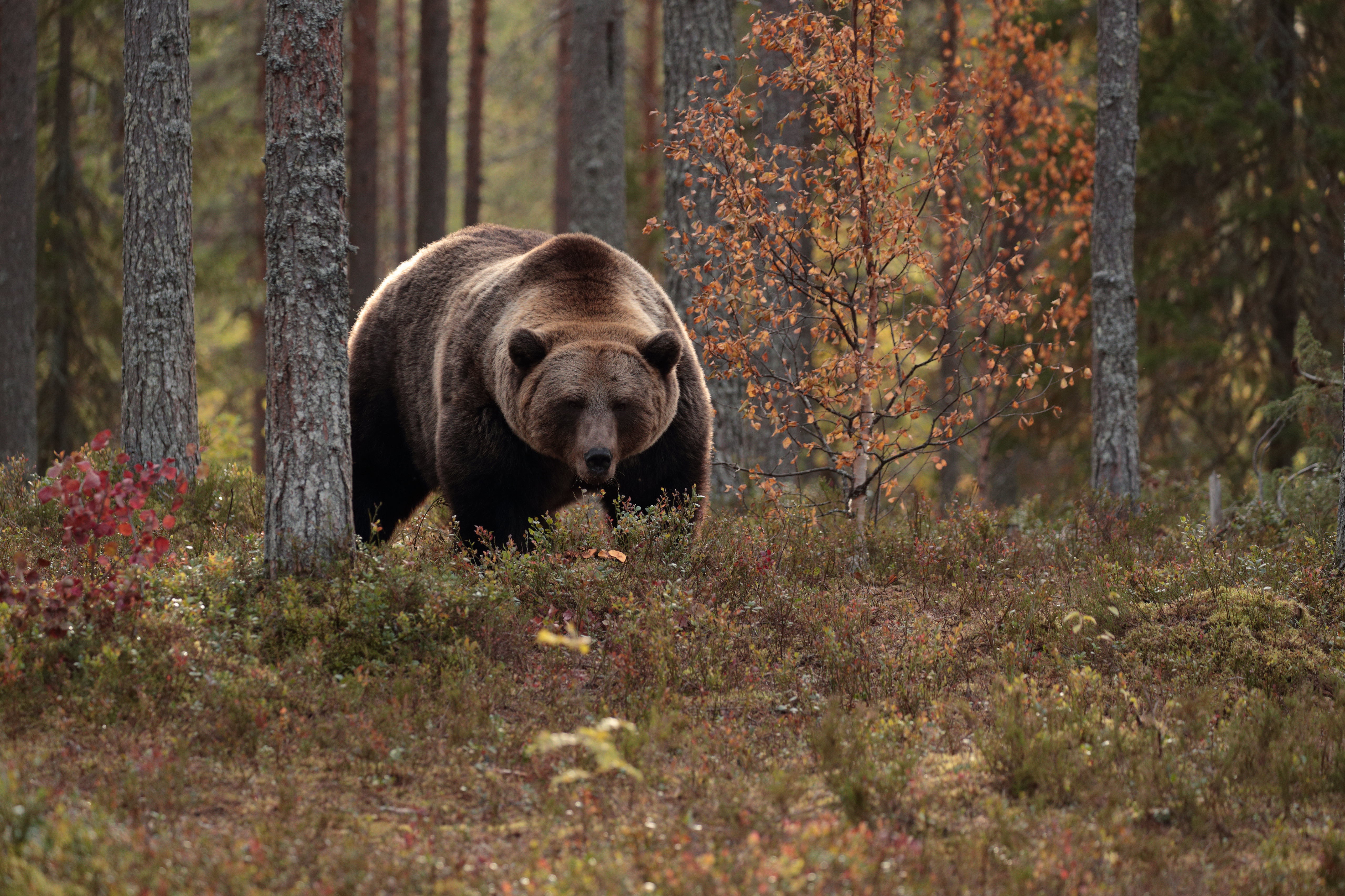 Медведь осенью