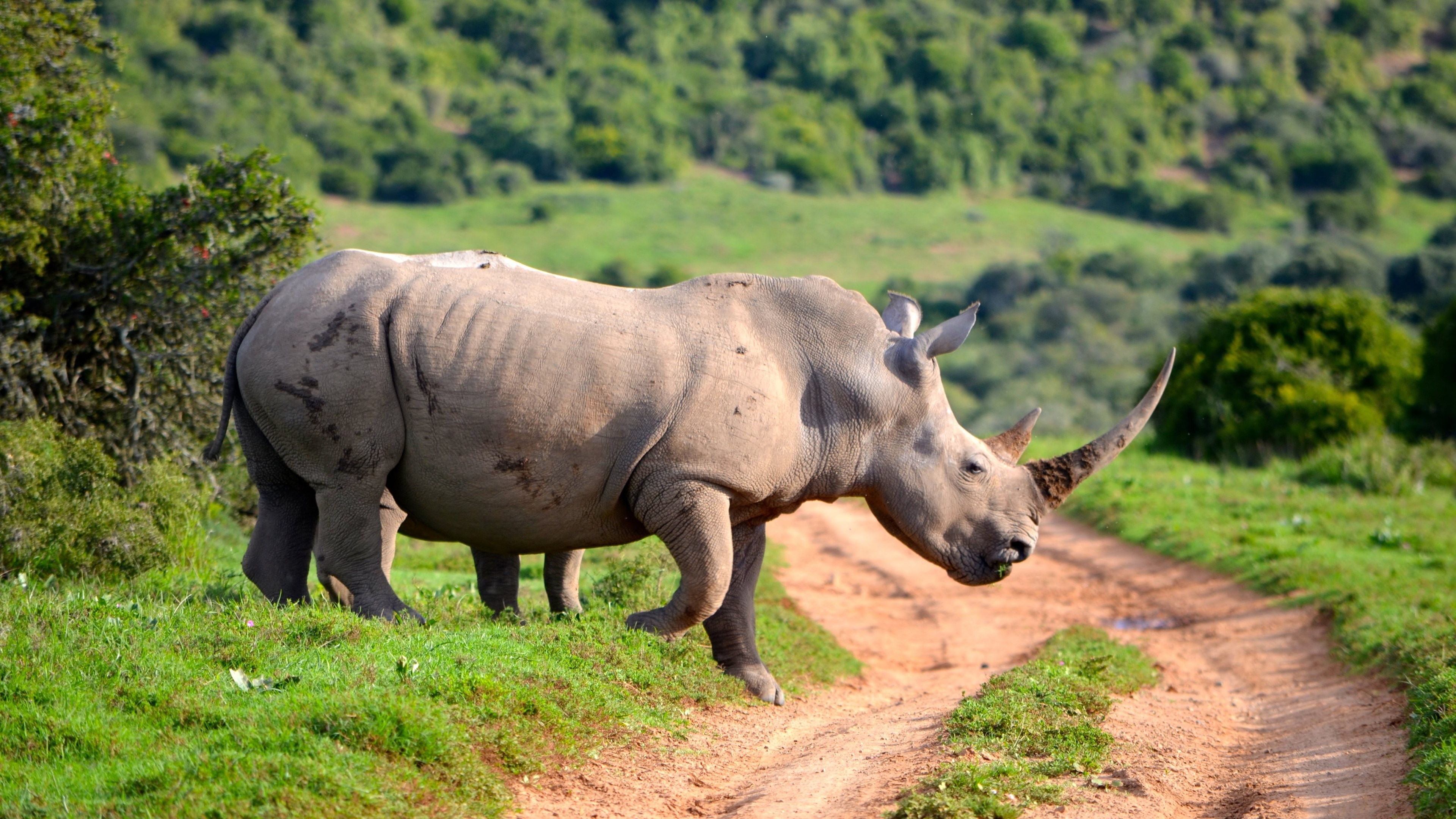 319483 скачать обои животные, носорог - заставки и картинки бесплатно