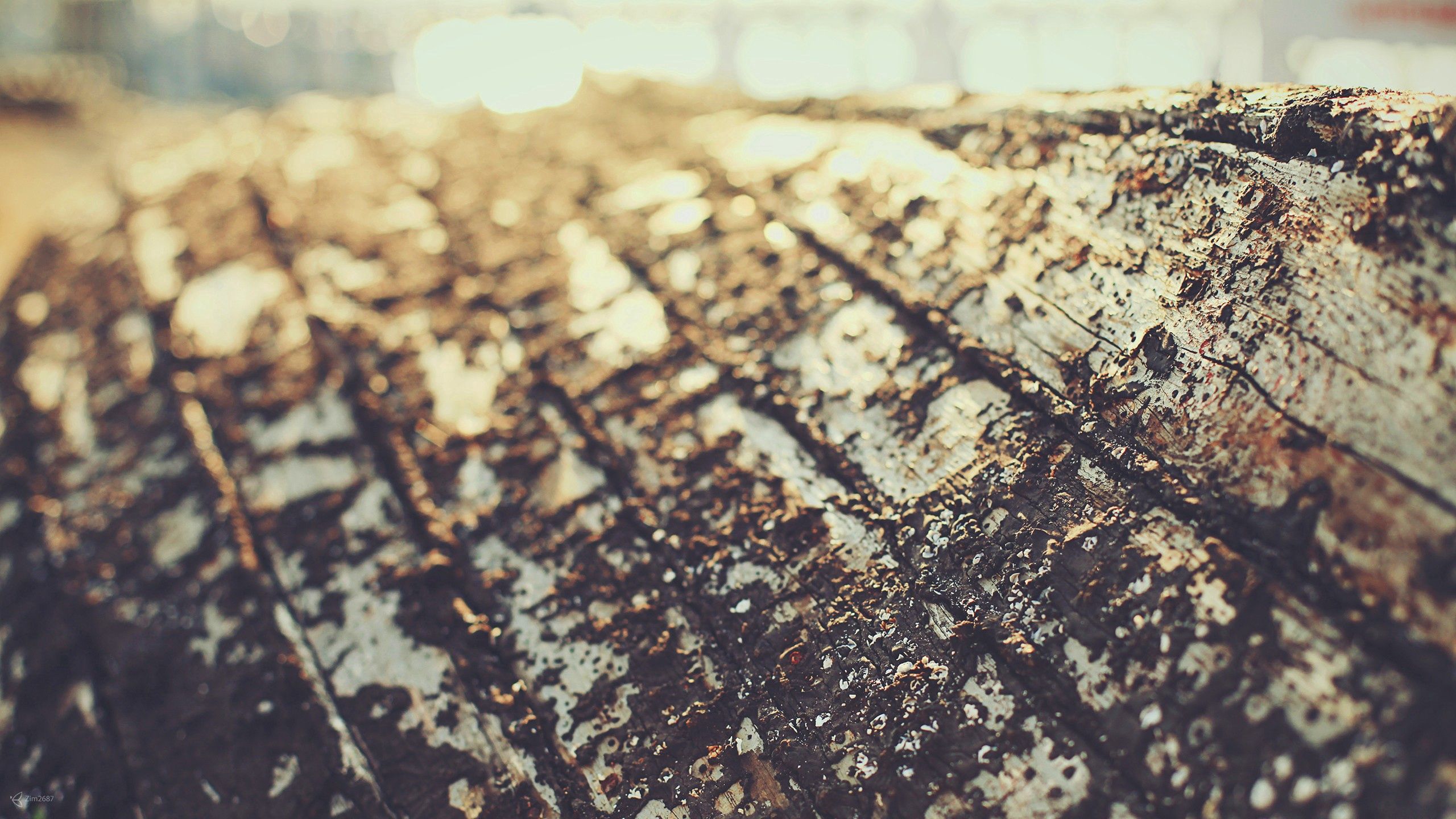 Download mobile wallpaper Macro, Wood, Tree, Bark, Surface for free.