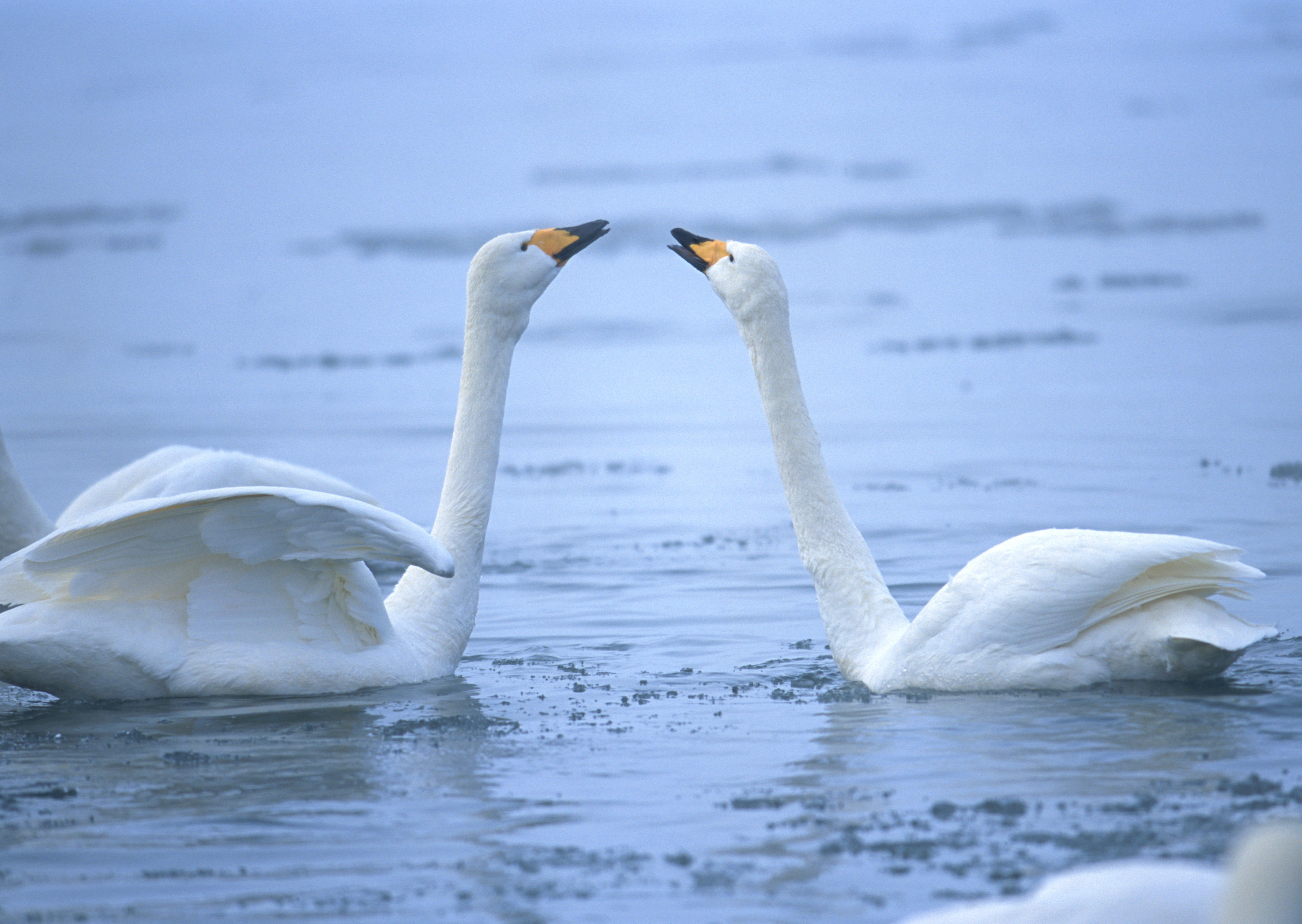 animal, whooper swan, birds