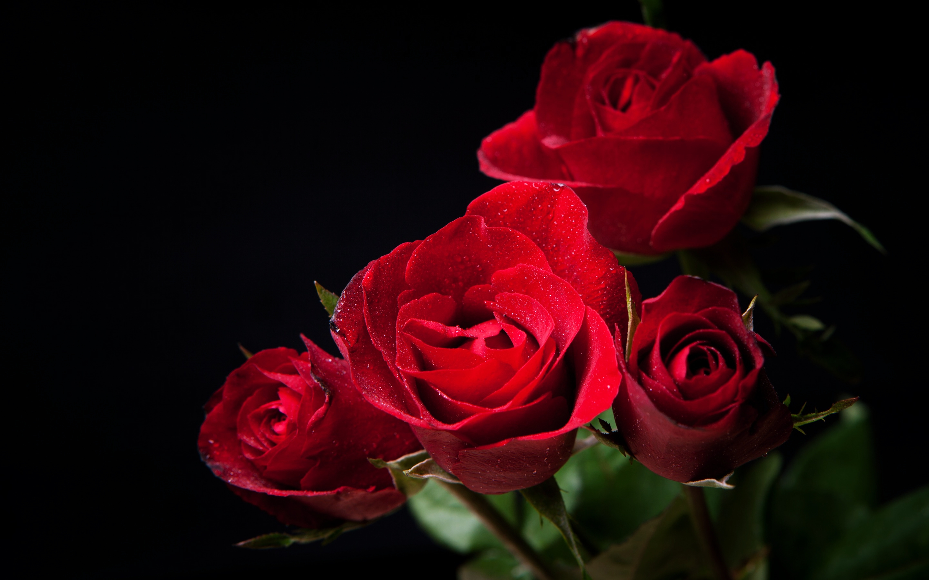 Download mobile wallpaper Red Flower, Red Rose, Flowers, Nature, Flower, Rose, Earth for free.