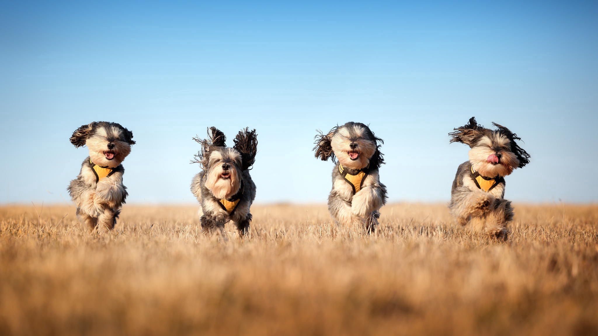 dogs, animals, grass, run away, run, wind Smartphone Background
