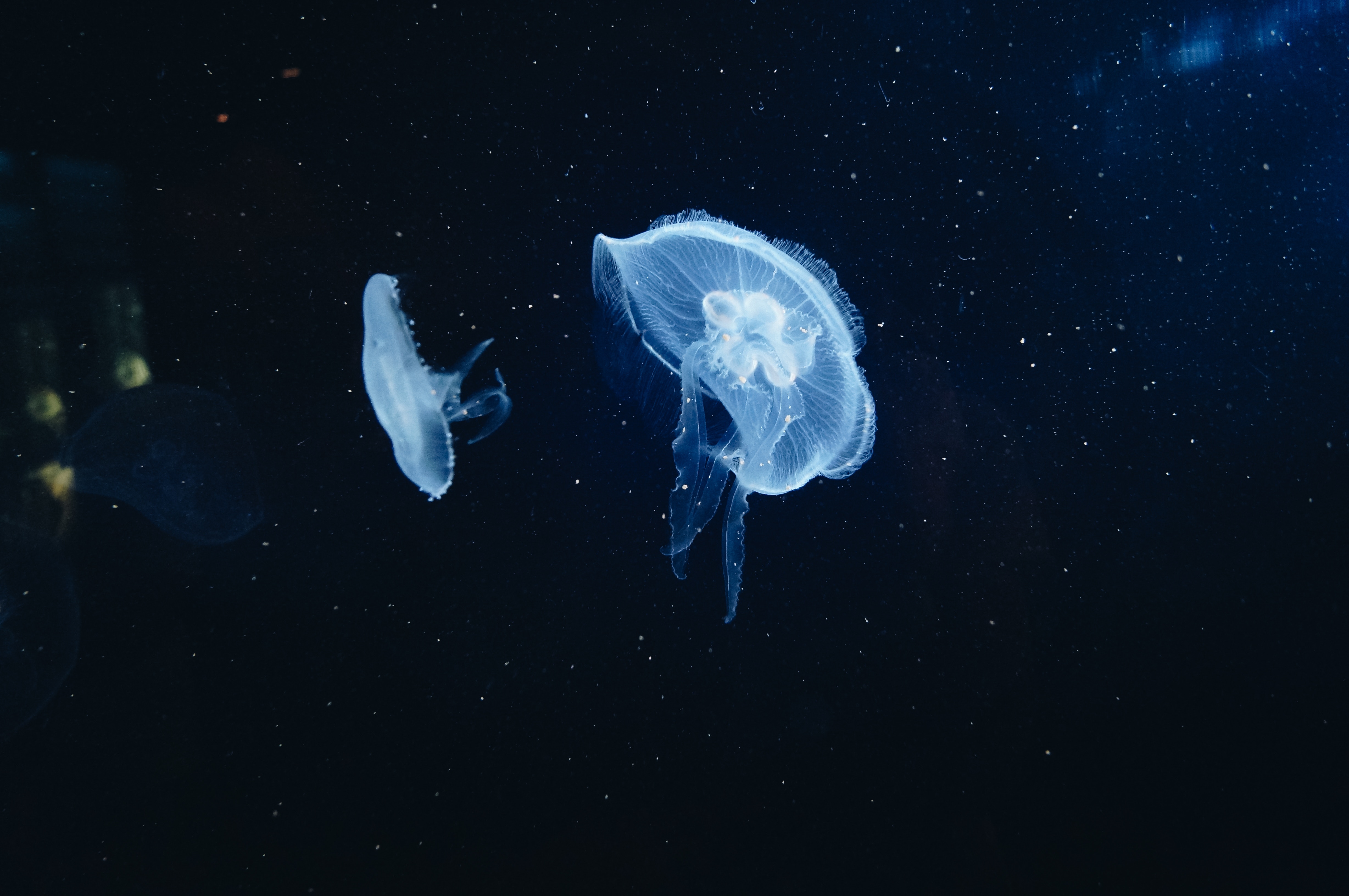 animals, jellyfish, underwater world, tentacles Phone Background