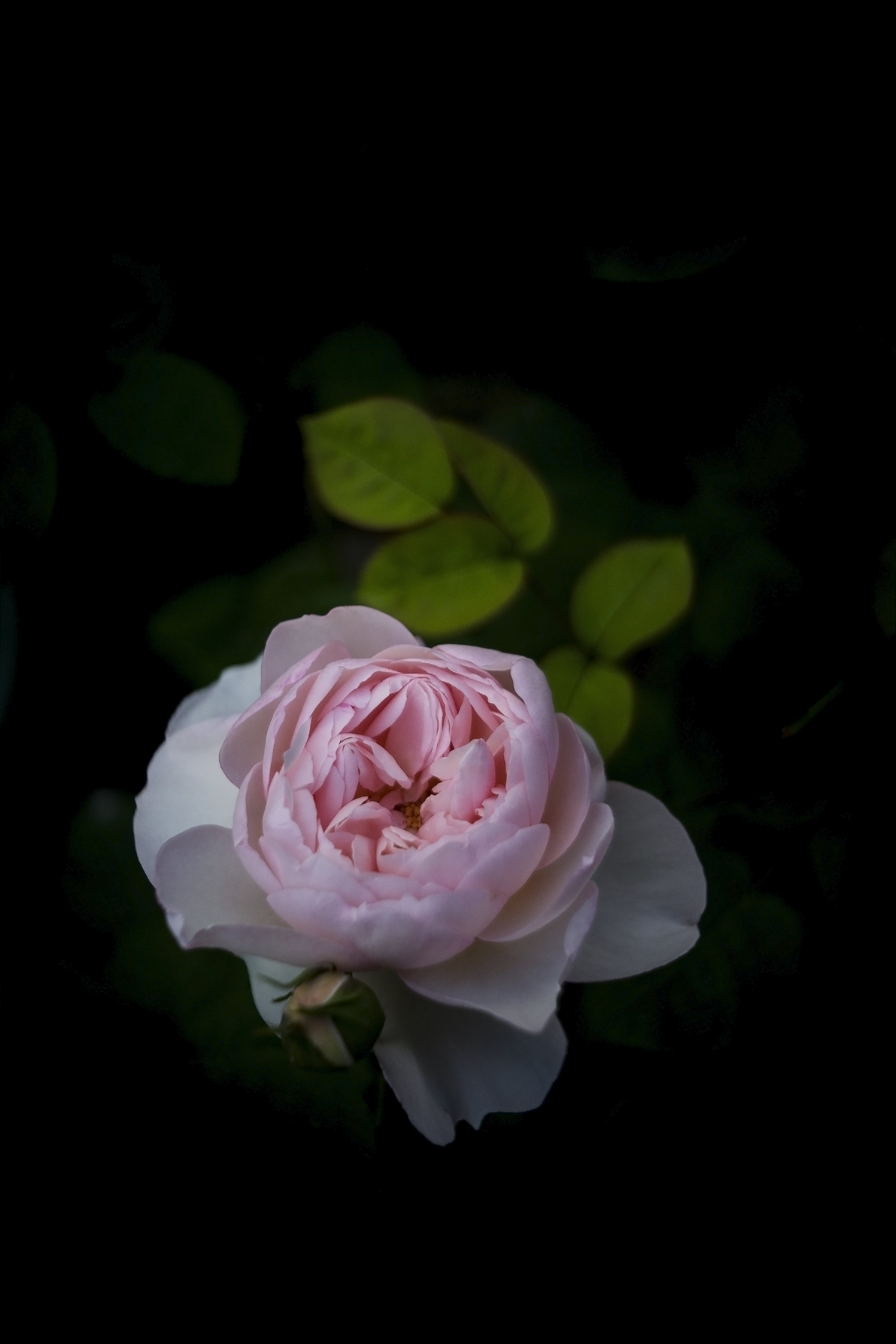 flower, rose, rose flower, flowers, bush, petals, bud QHD
