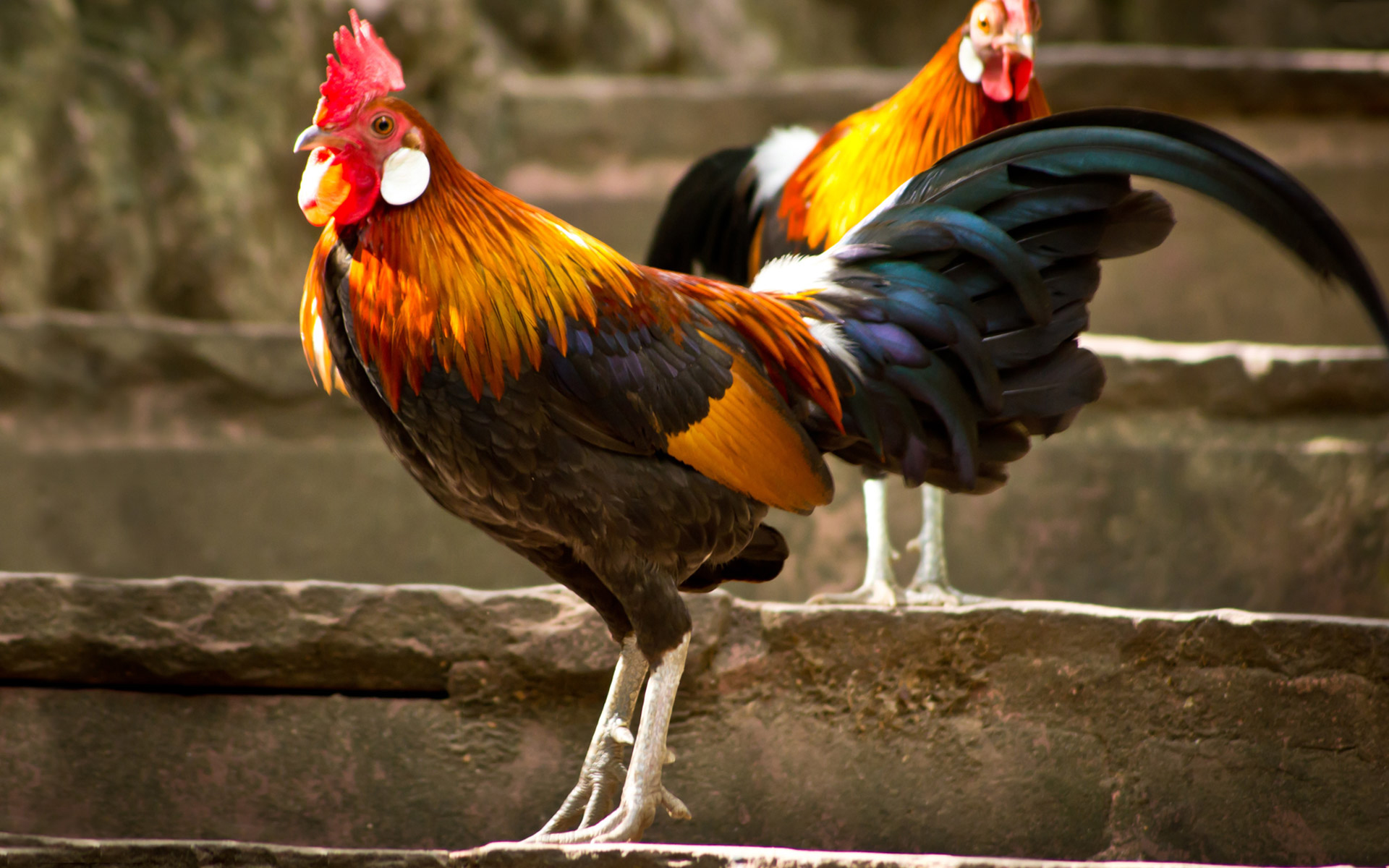 animal, rooster, birds 5K